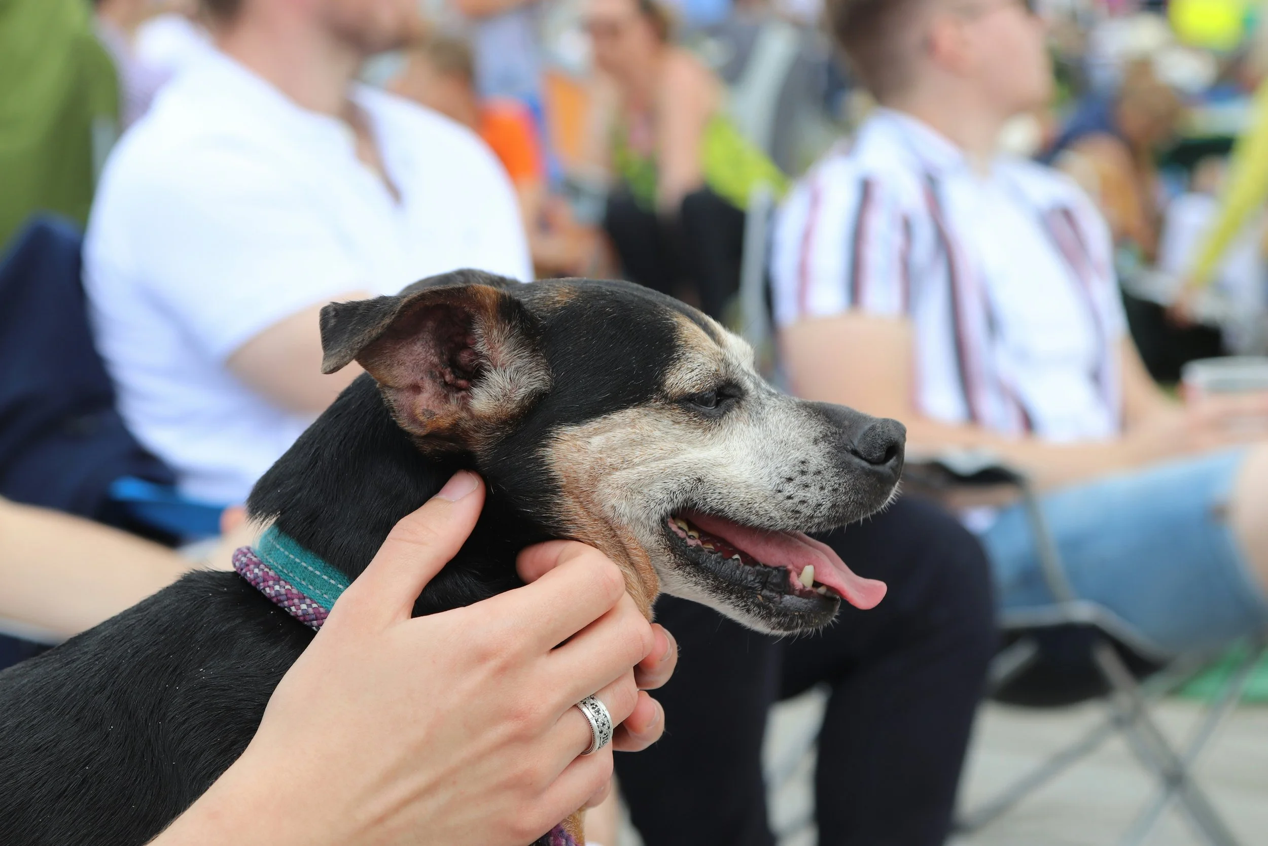 A person holding a happy black and tan dog with a collar. Several people are seated in the background at an outdoor event.
