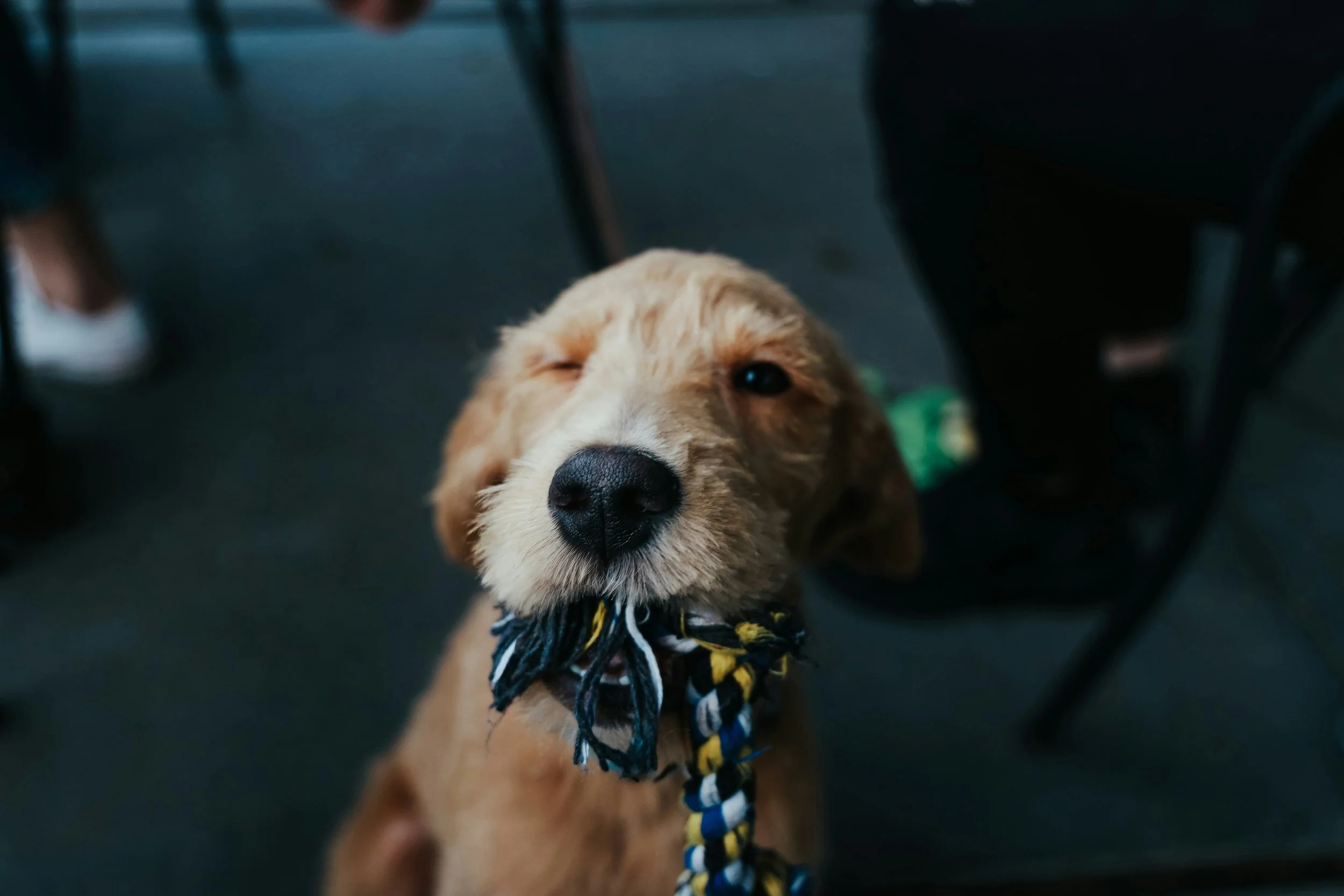 Close-up of a brown puppy with one eye closed, wearing a blue and yellow rope around its neck, indoors with dark furniture.