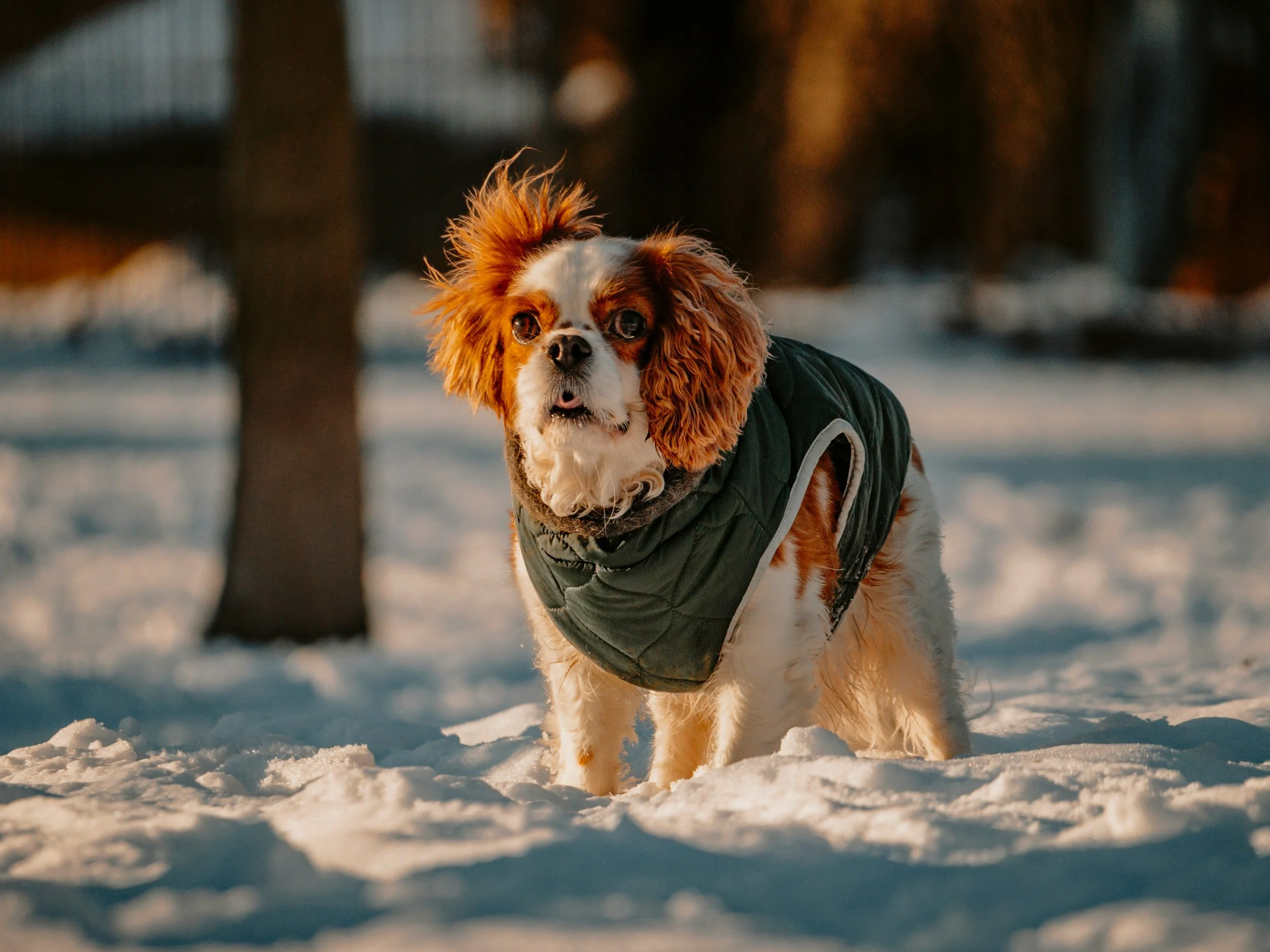 Dog in a winter coat standing on snow with trees in the background, illuminated by warm sunlight.