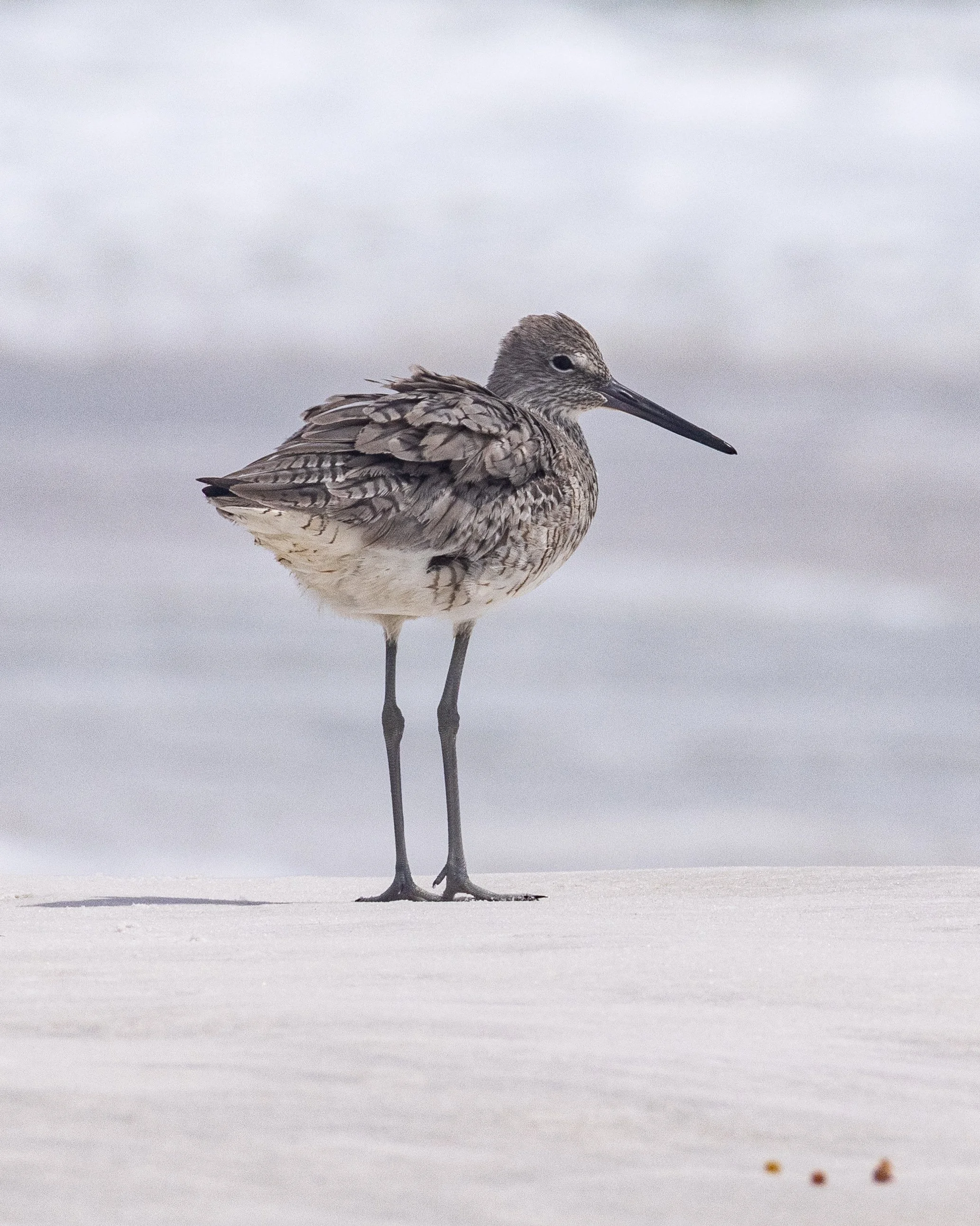 Willet in Destin, FL.