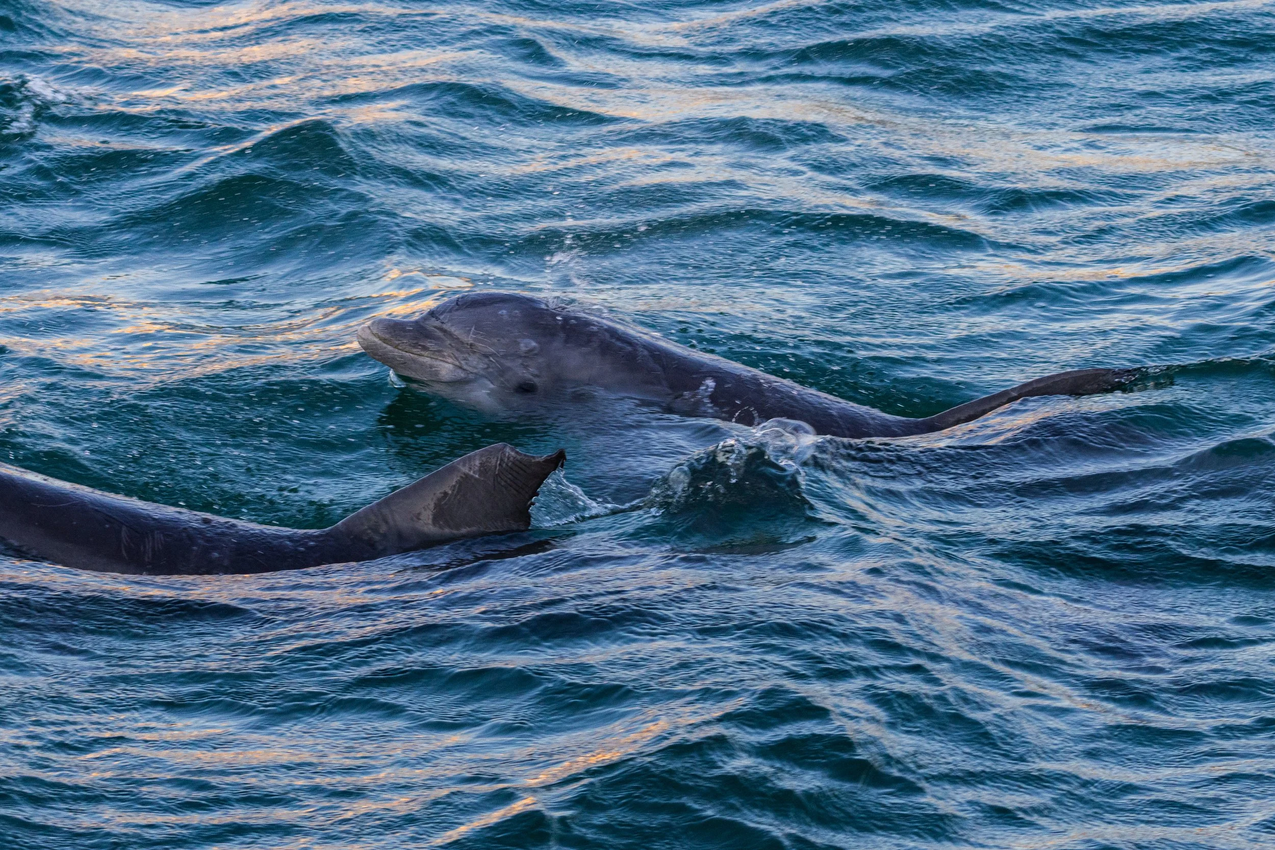 Bottlenose Dolphins in the Gulf of Mexico.