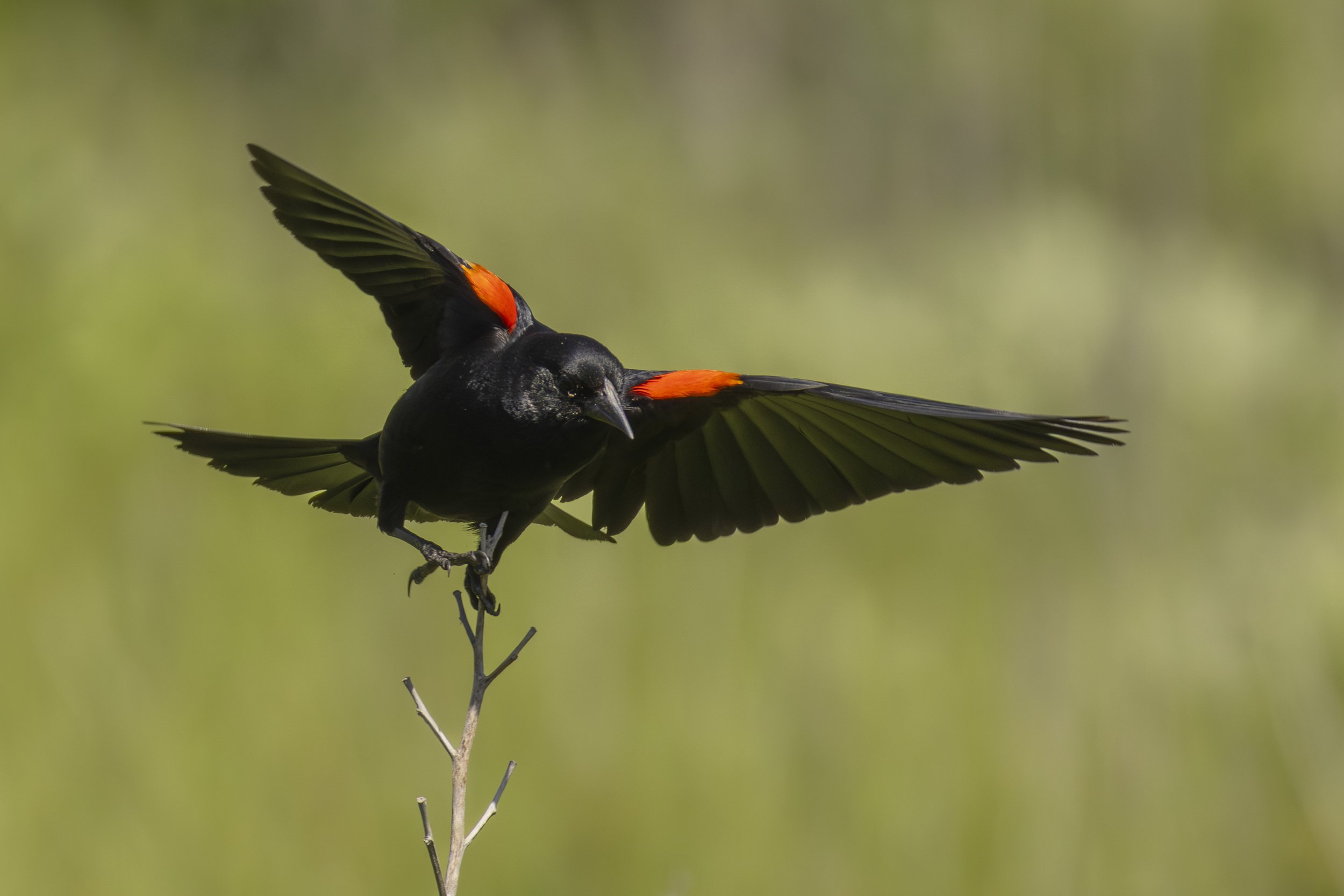 Red-Winged Blackbird in Alexandria, VA.