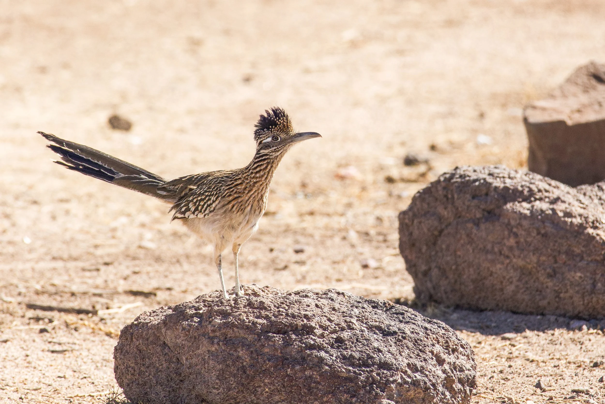 Roadrunner at San Xavier del Bac Mission in Tucson.