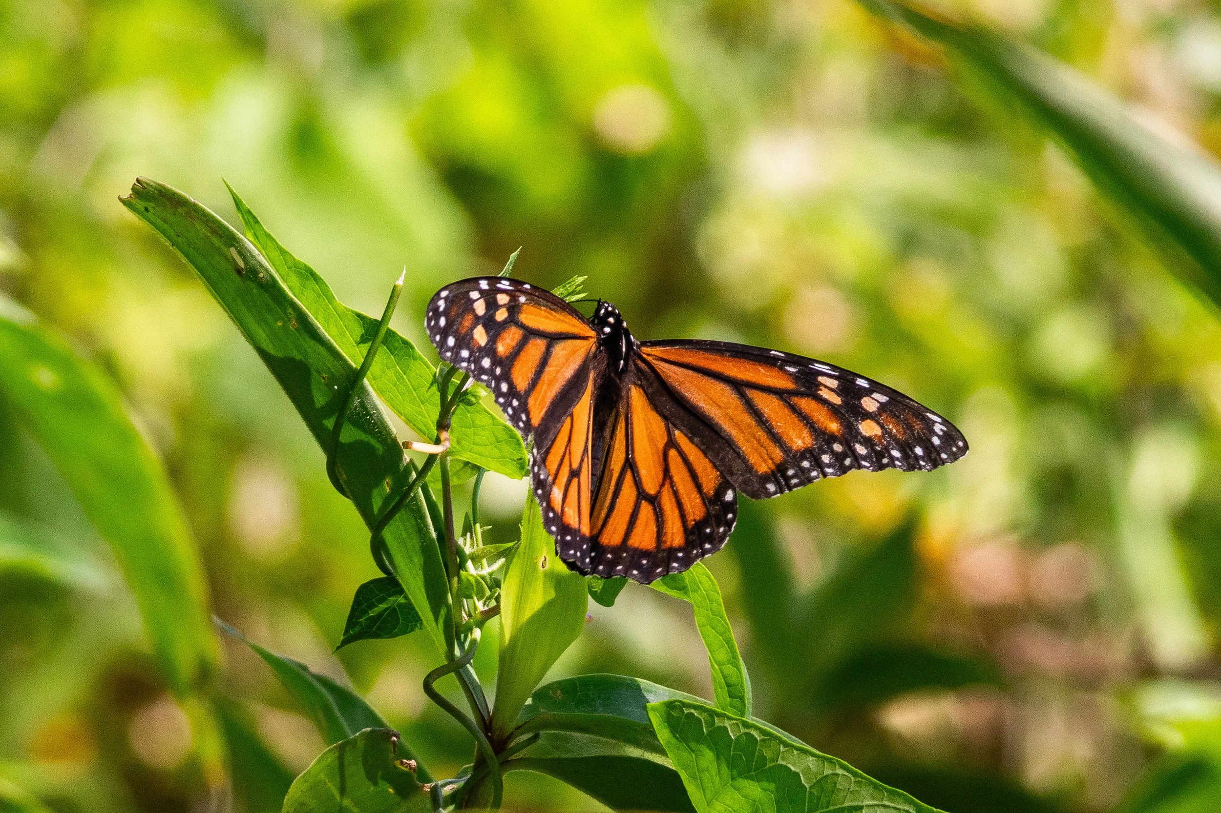 Monarch Butterfly at Violette's Lock on the C&O Canal.