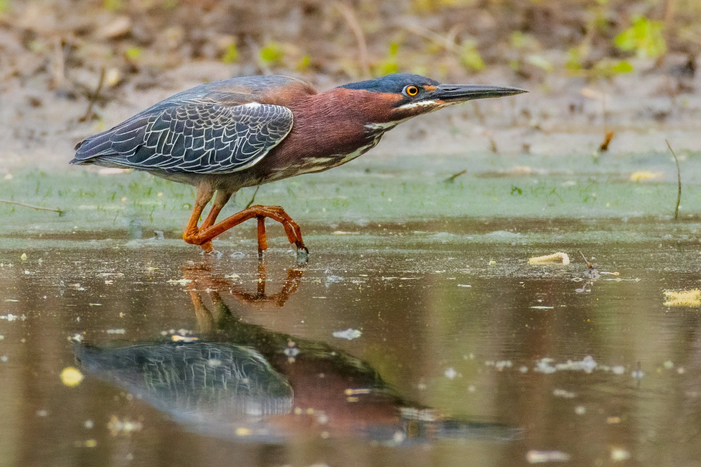 Green Heron at Lake Fairfax Park.