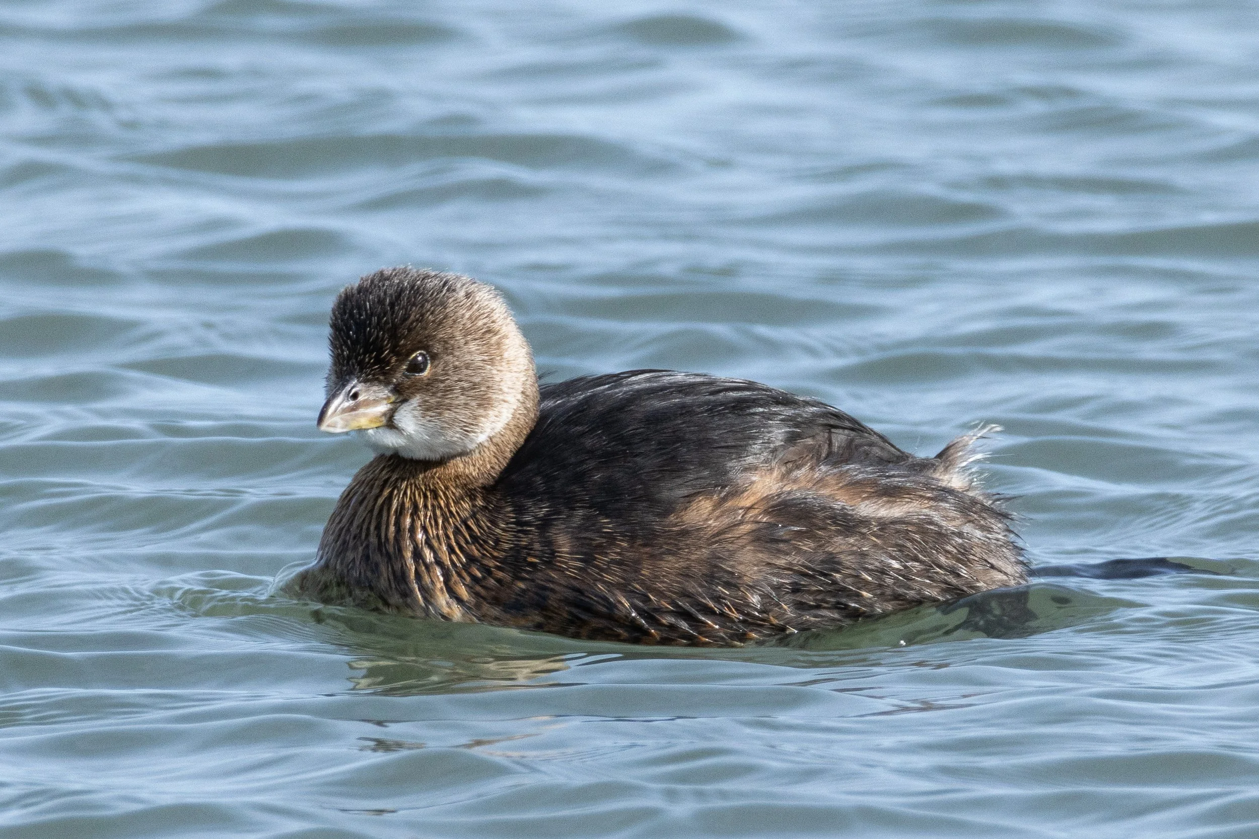 Pied-Billed Grebe in Virginia Beach, VA.