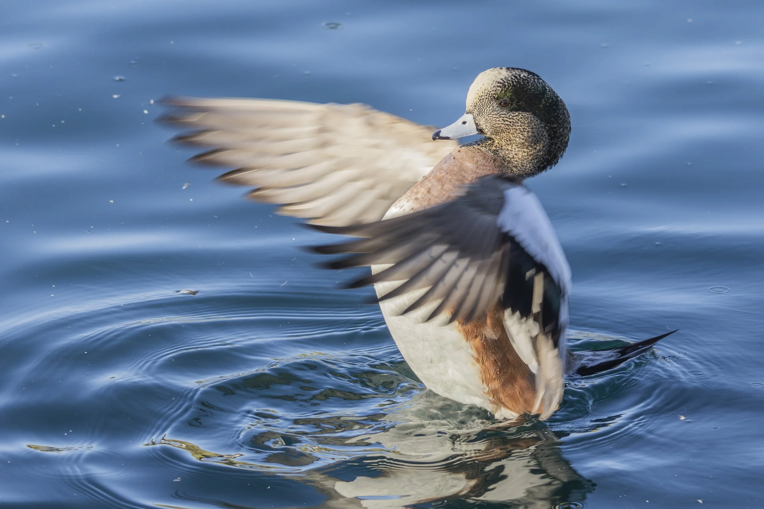 American Wigeon in Gilbert, AZ.