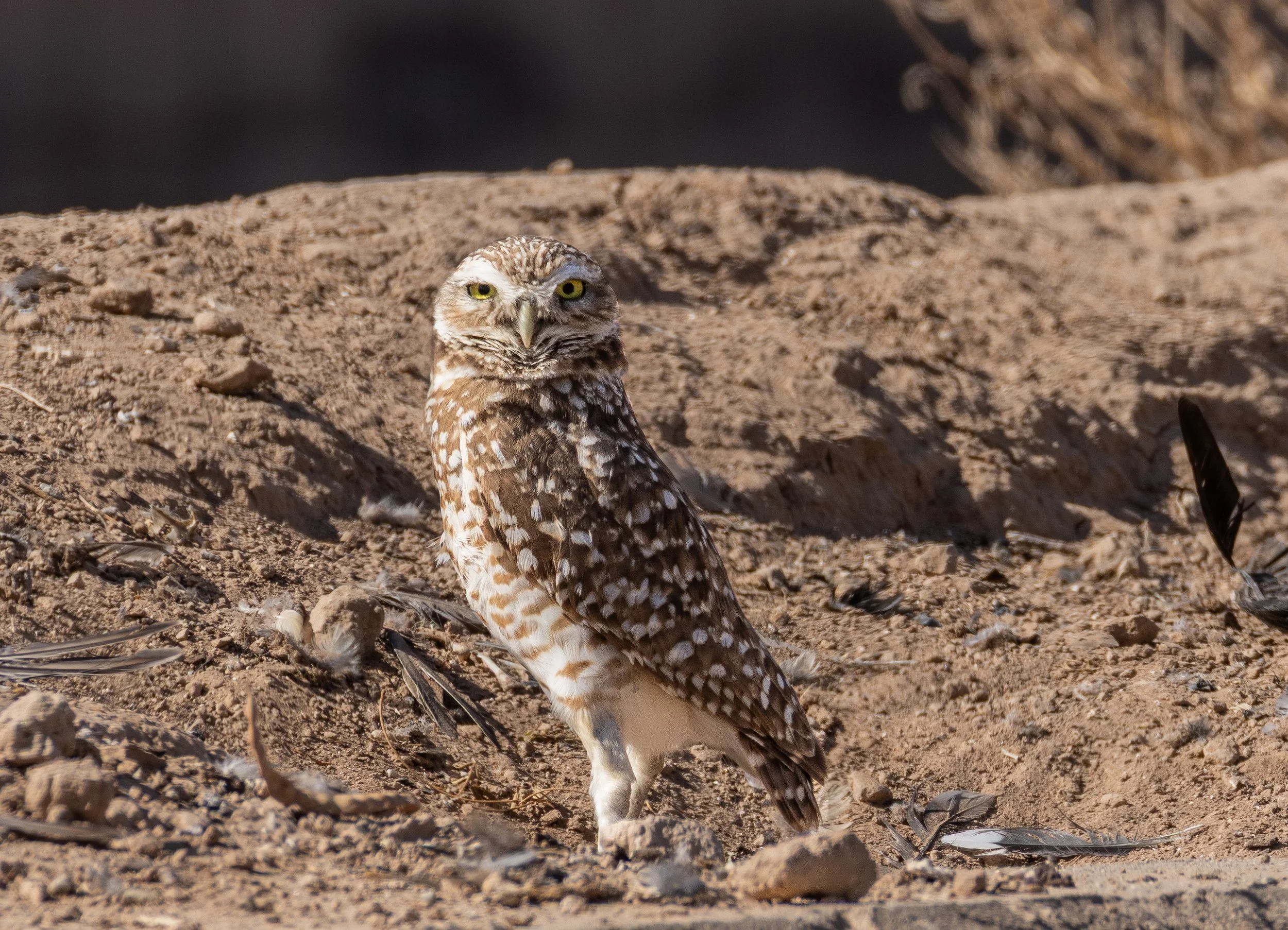 Burrowing Owl in Pinal County, AZ.