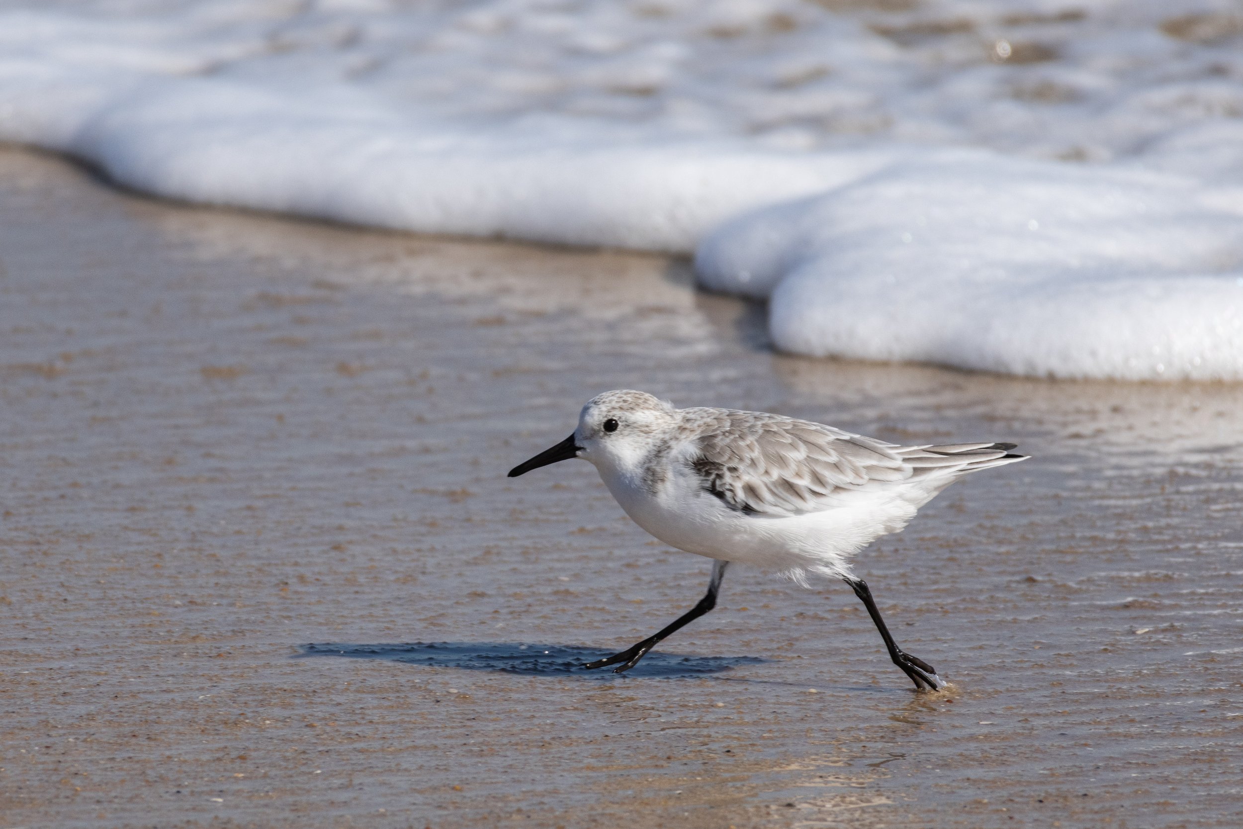 Sanderling on Maryland's Atlantic Coast.