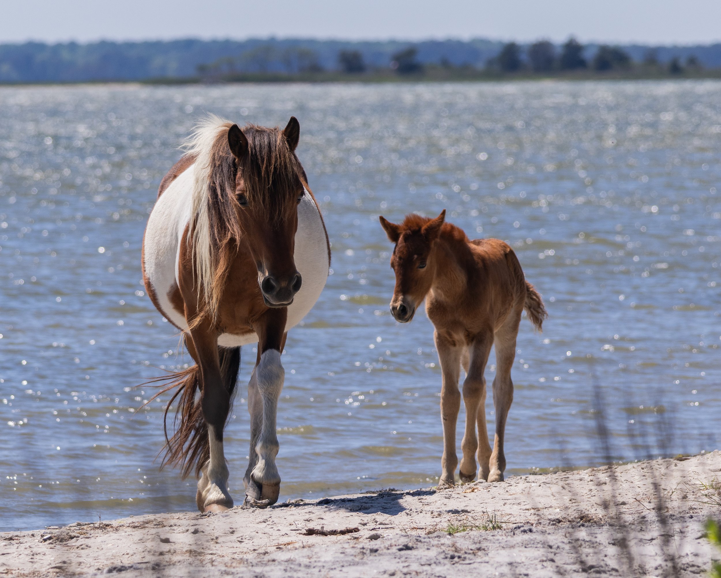 Feral Horses on Assateague Island, MD.