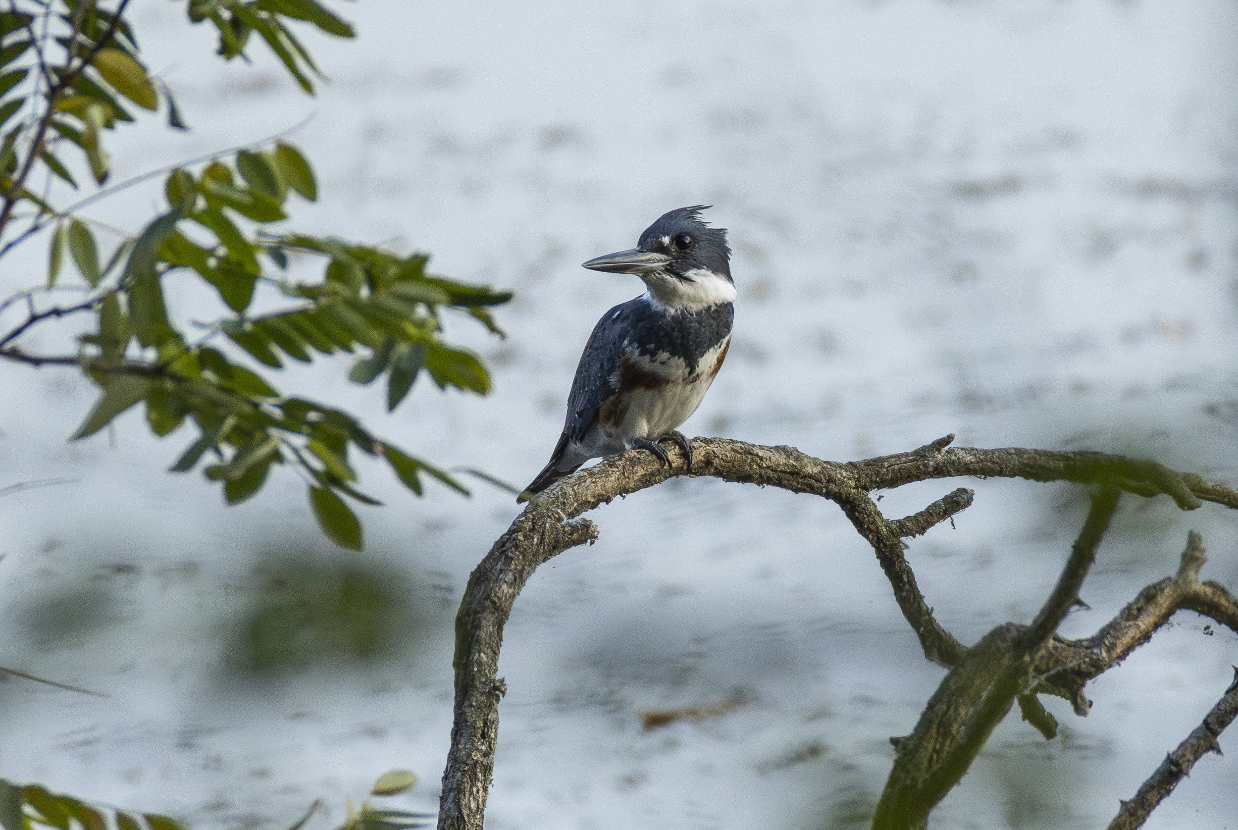 Belted Kingfisher in Reston, VA.