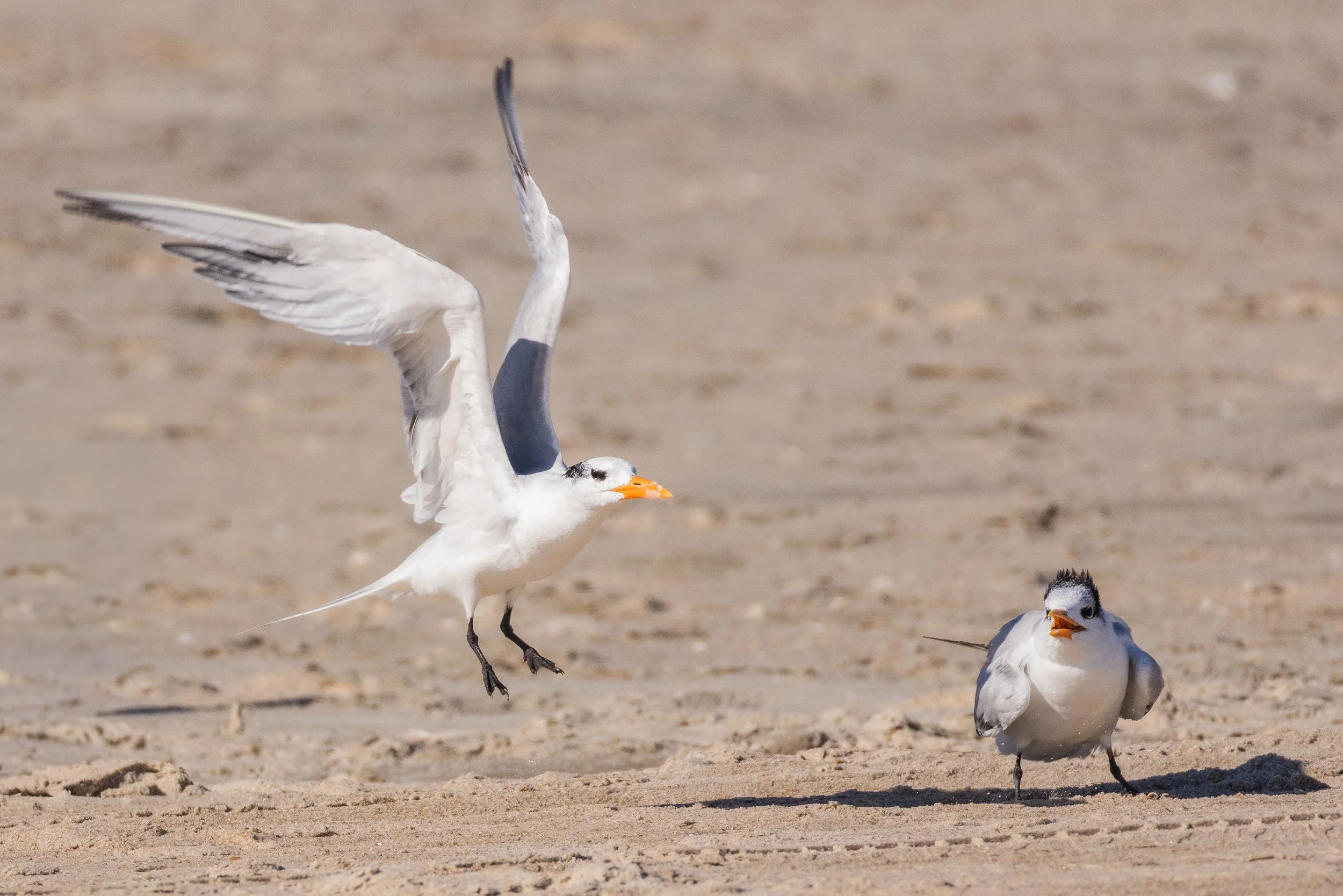 Royal Terns on Maryland's Atlantic Coast.