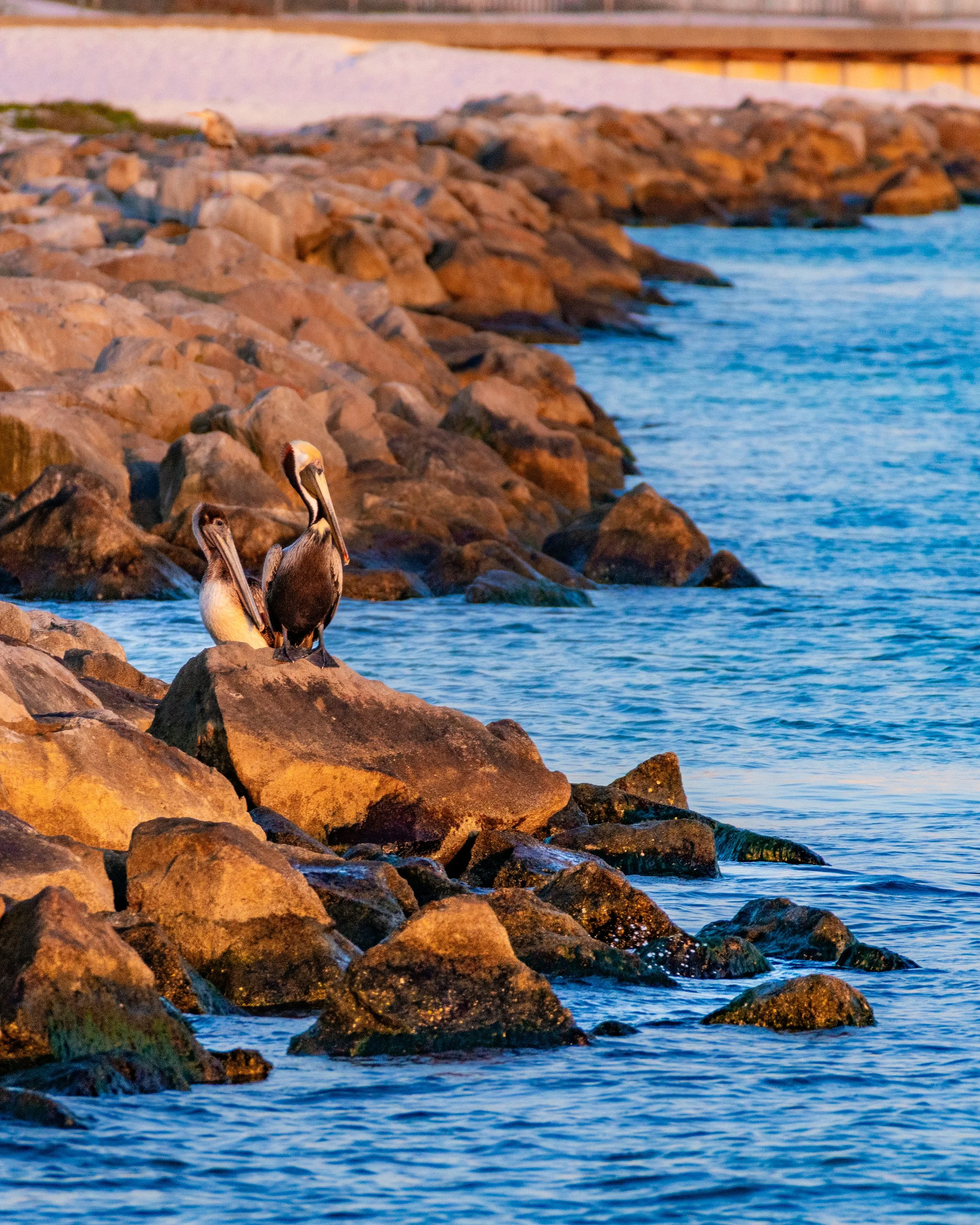 Brown Pelicans on the Gulf Coast in Florida.