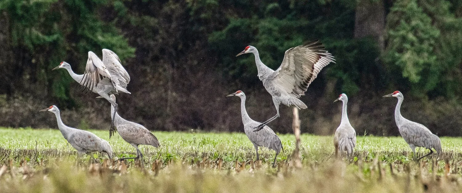 Sandhill Cranes are pictured on Gordon’s farm during a separate visit in 2023.