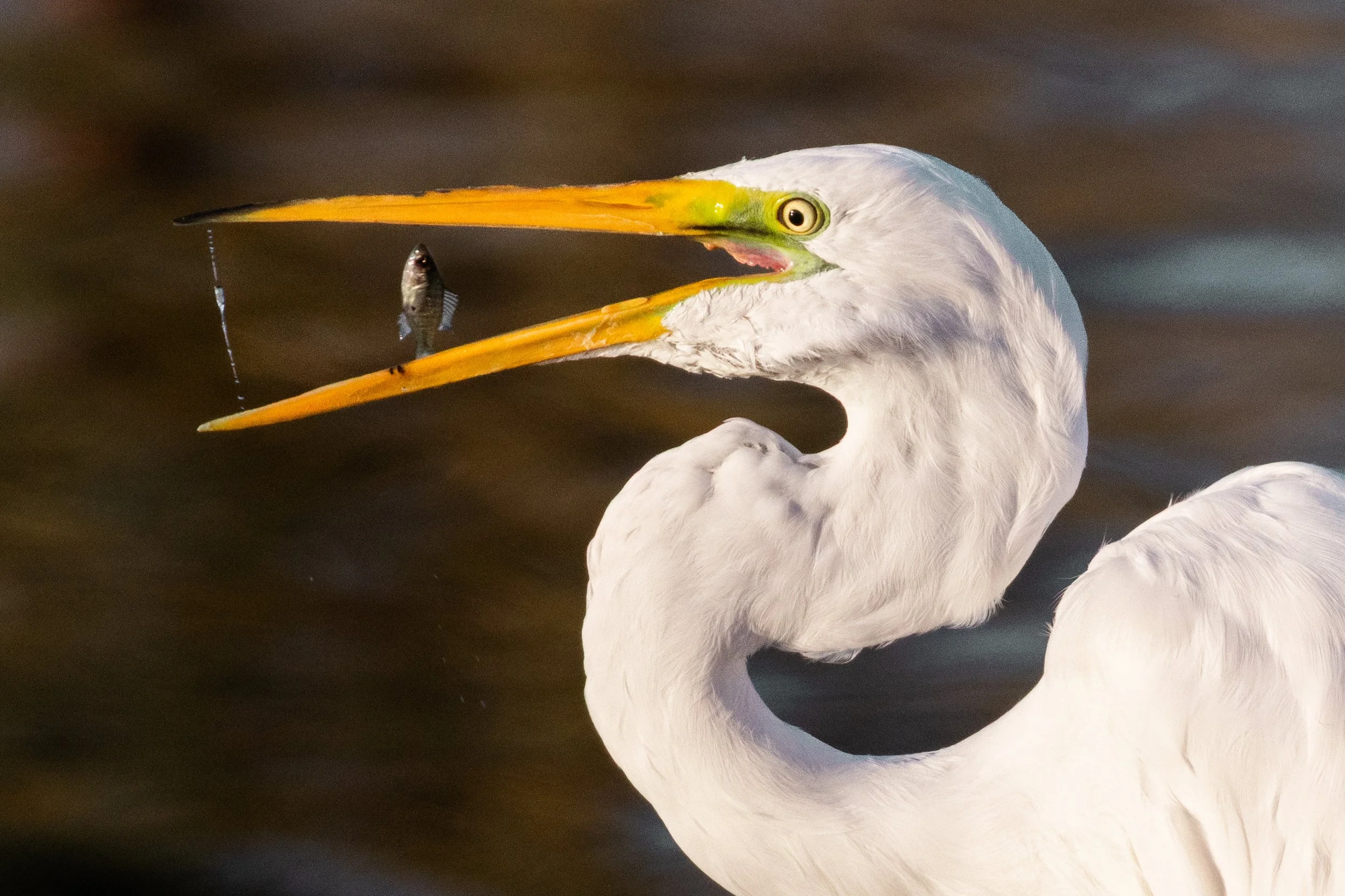 Great Egret in Pinal County, AZ.