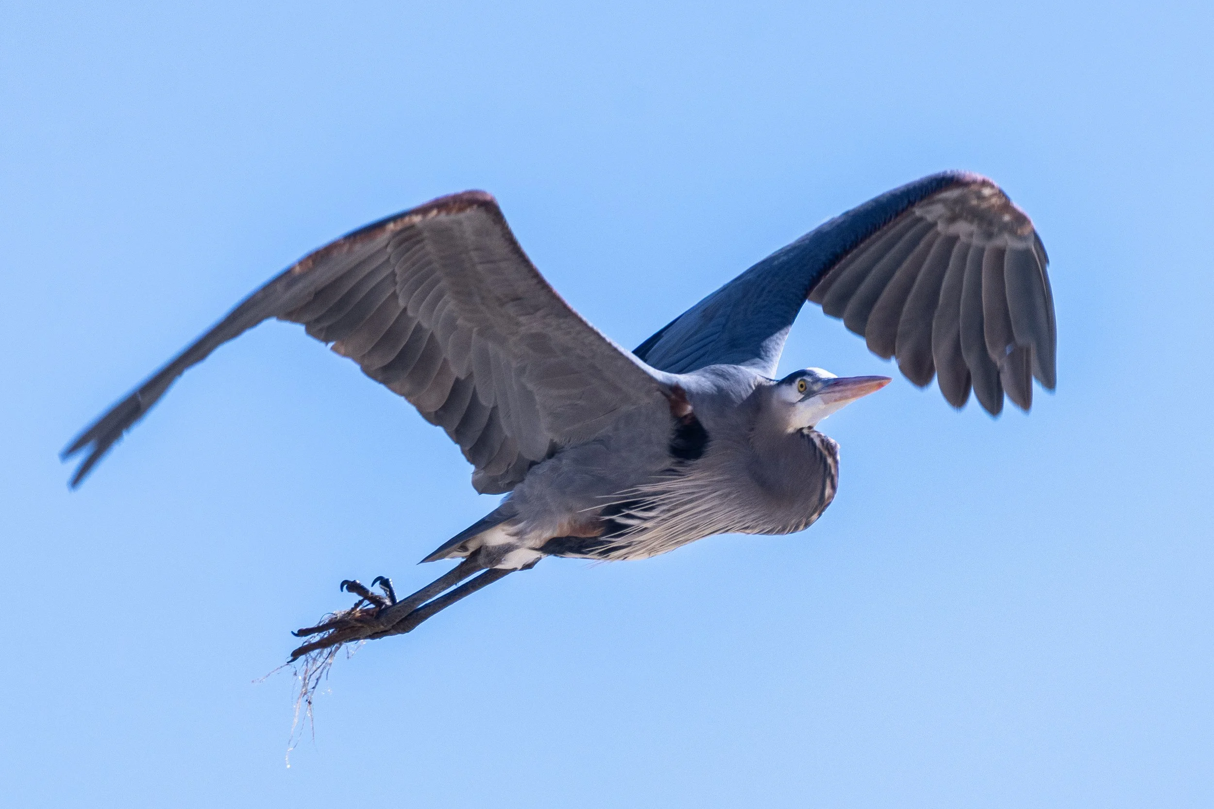 Great Blue Heron in Hampton, VA.