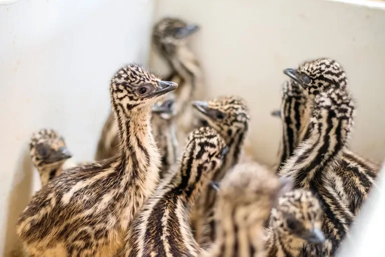Baby emus huddle together at 3-Feathers Emu Farm in Adna, Washington.