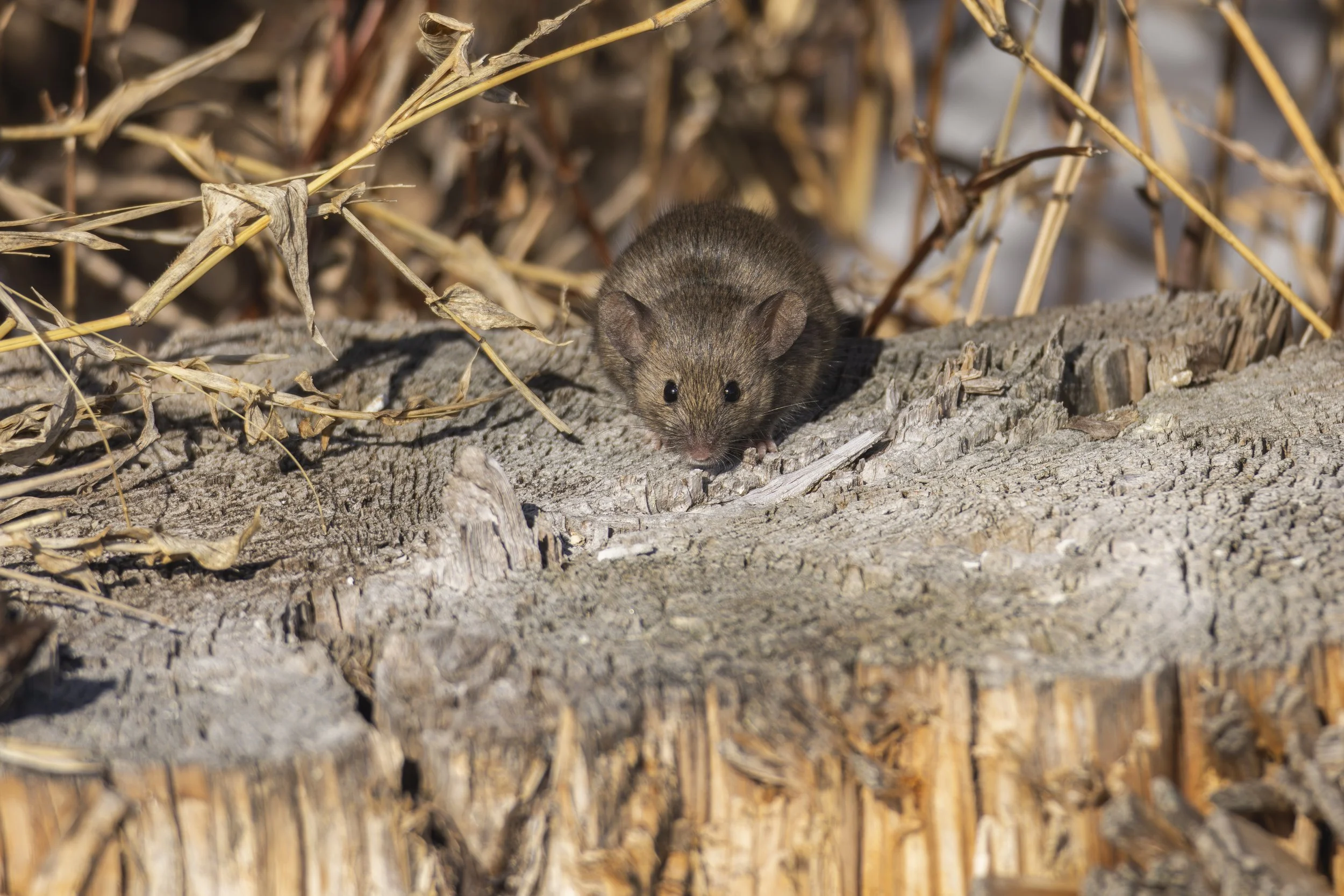 House Mouse in Chantilly, VA.