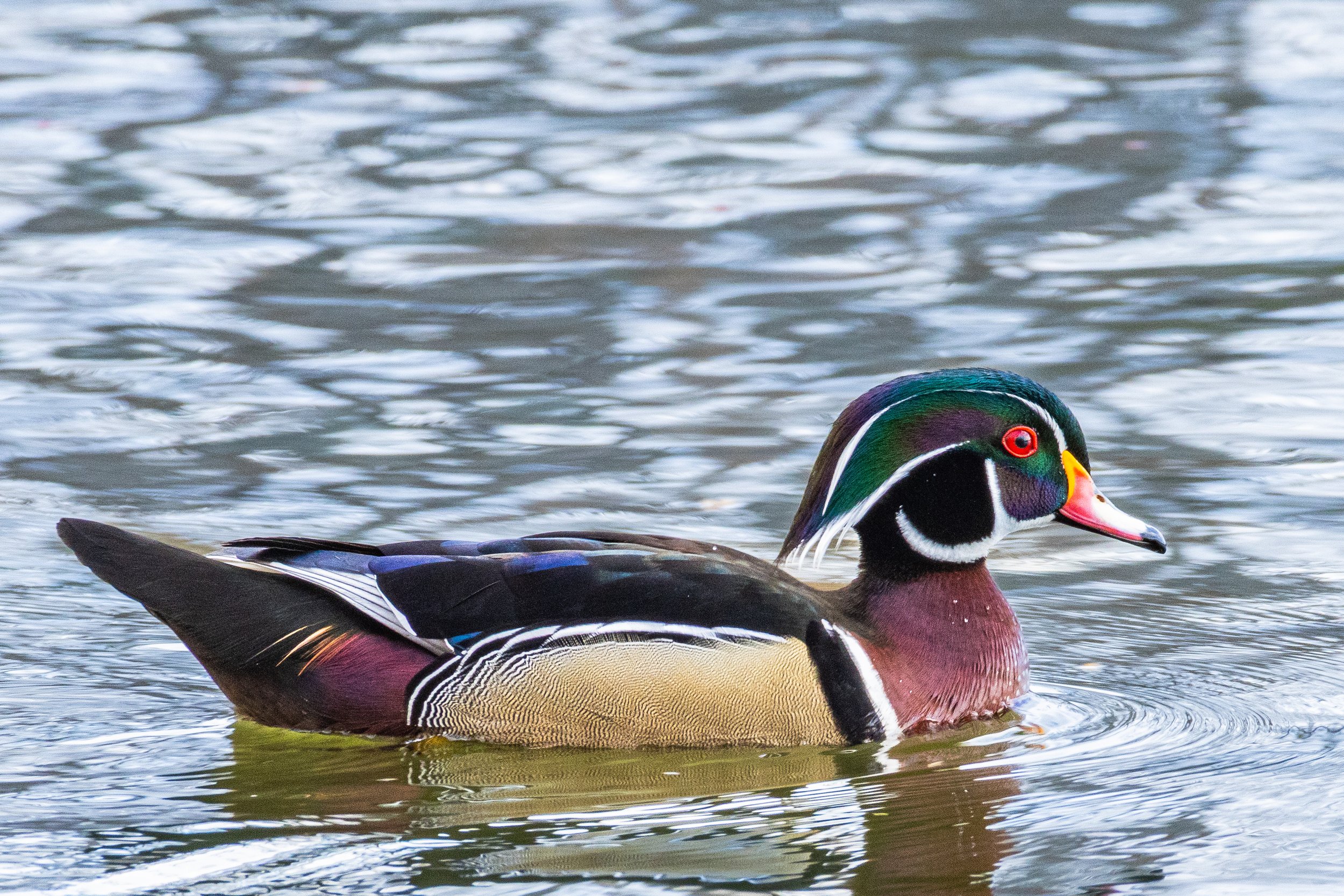 Wood Duck on Burke Lake.