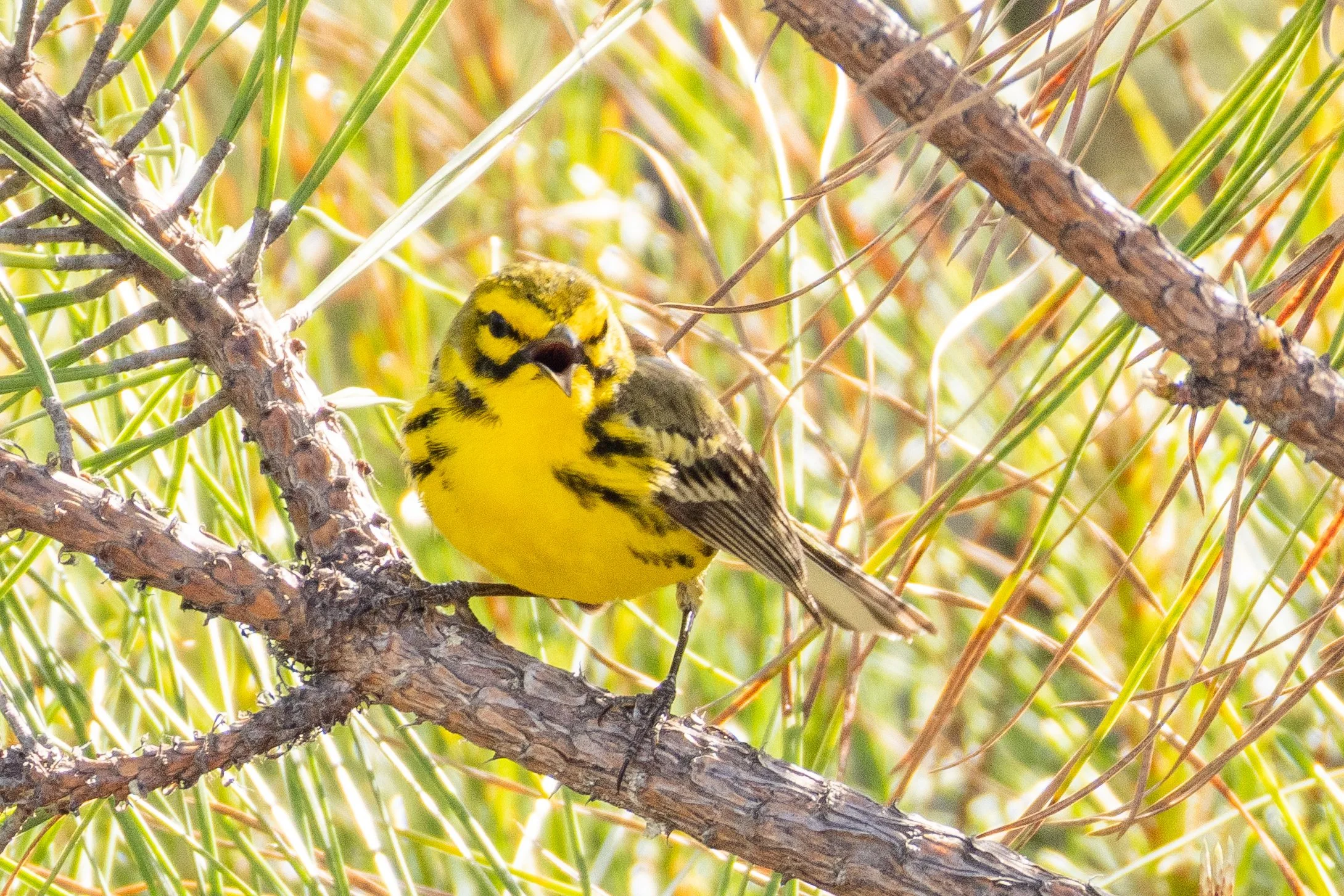 Prairie Warbler in Worcester County, Maryland, MD.