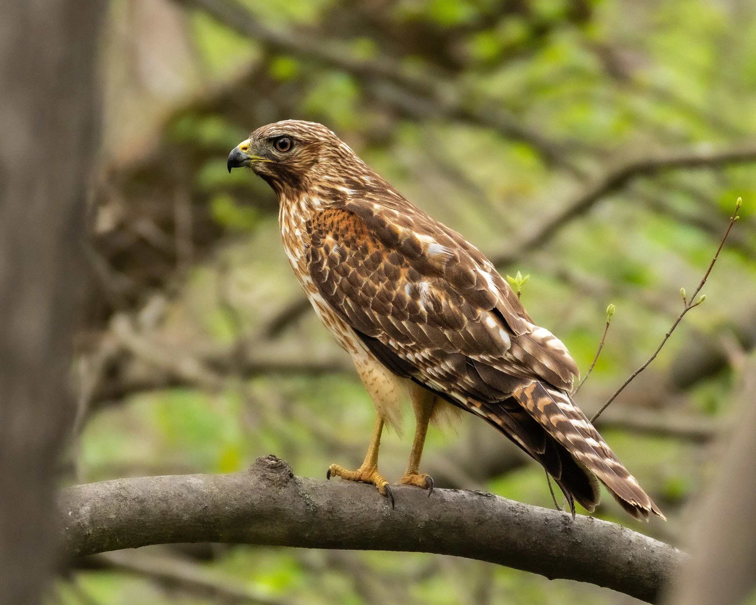 Red-Shouldered Hawk in Fairfax County, VA.