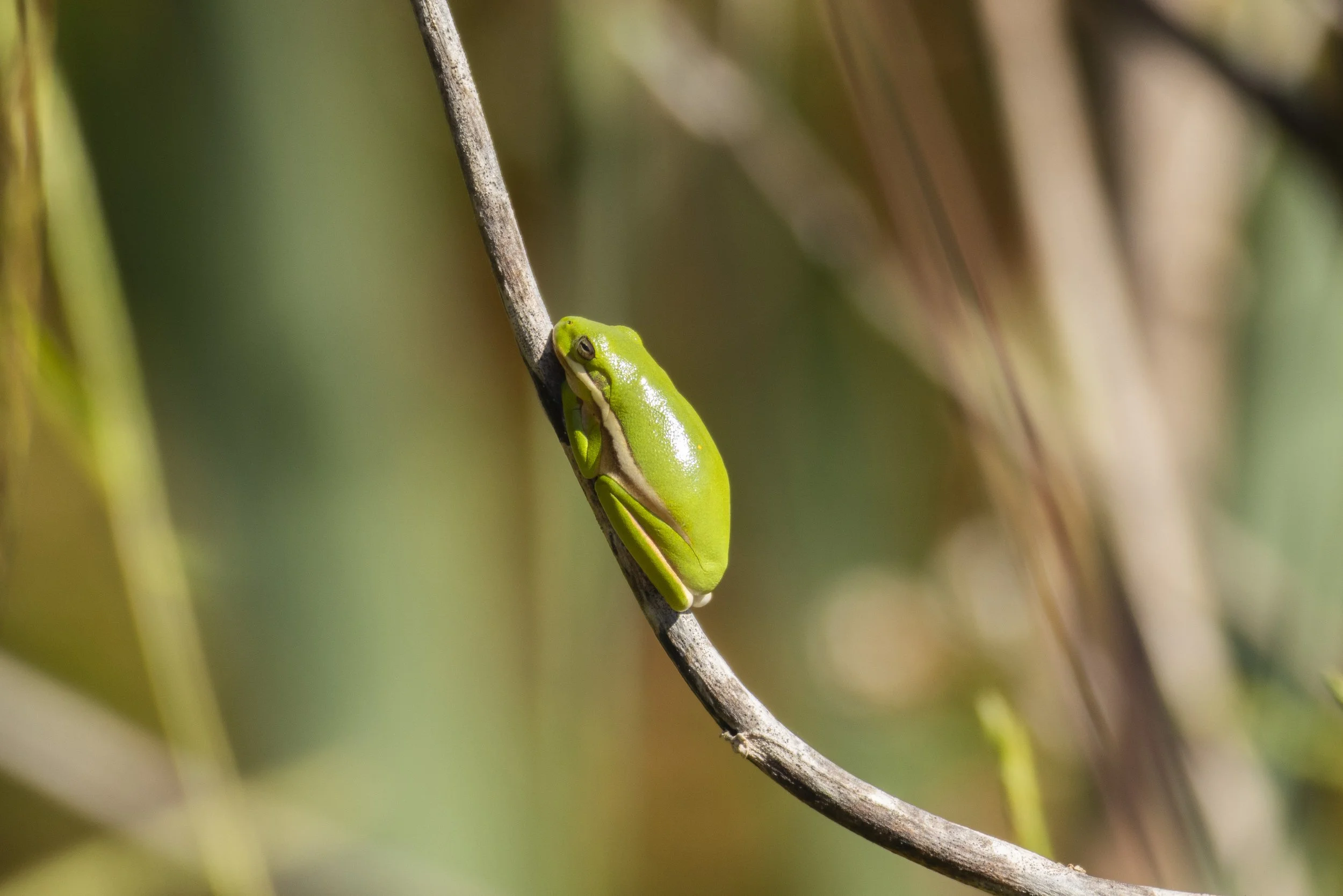 Tree Frog in Alexandria, VA.