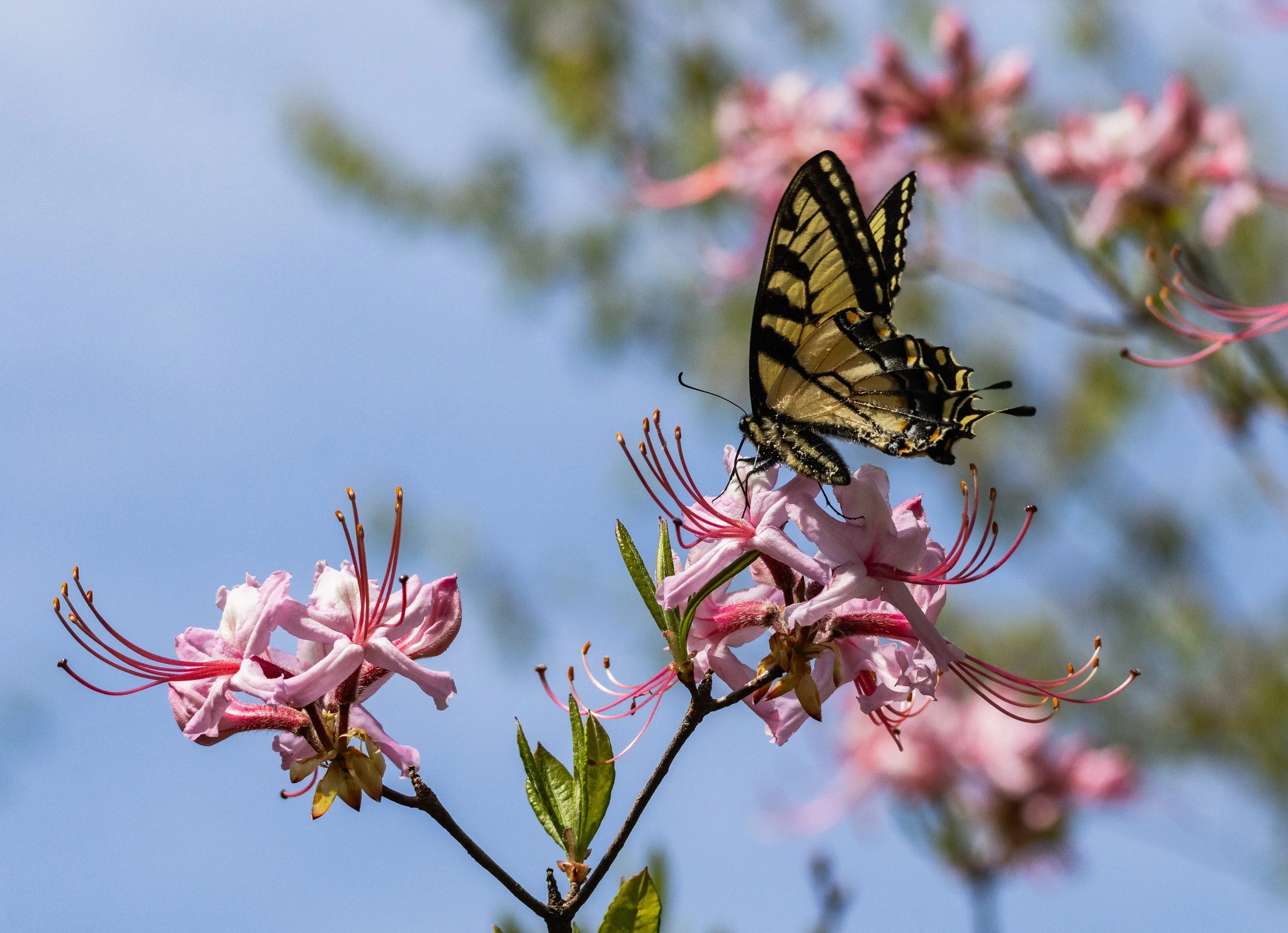 Eastern Tiger Swallowtail at Mason Neck State Park.