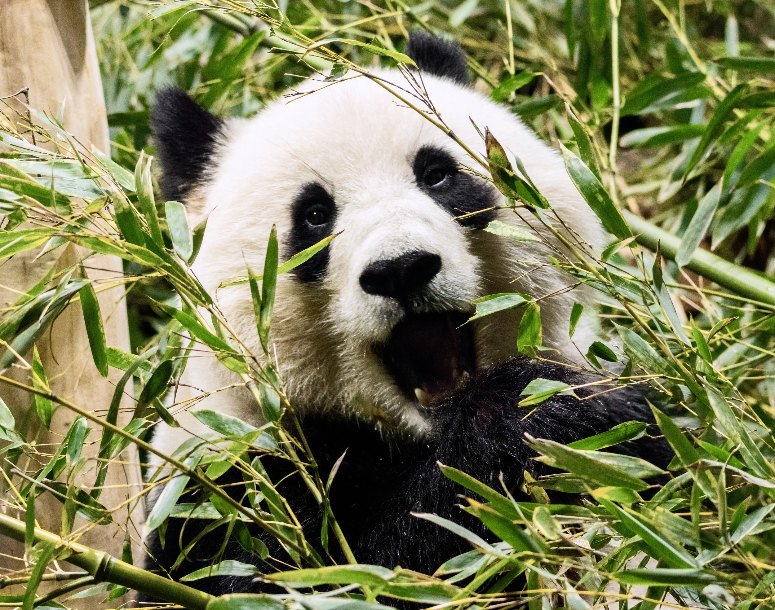 Qing Bao at the Smithsonian National Zoo.