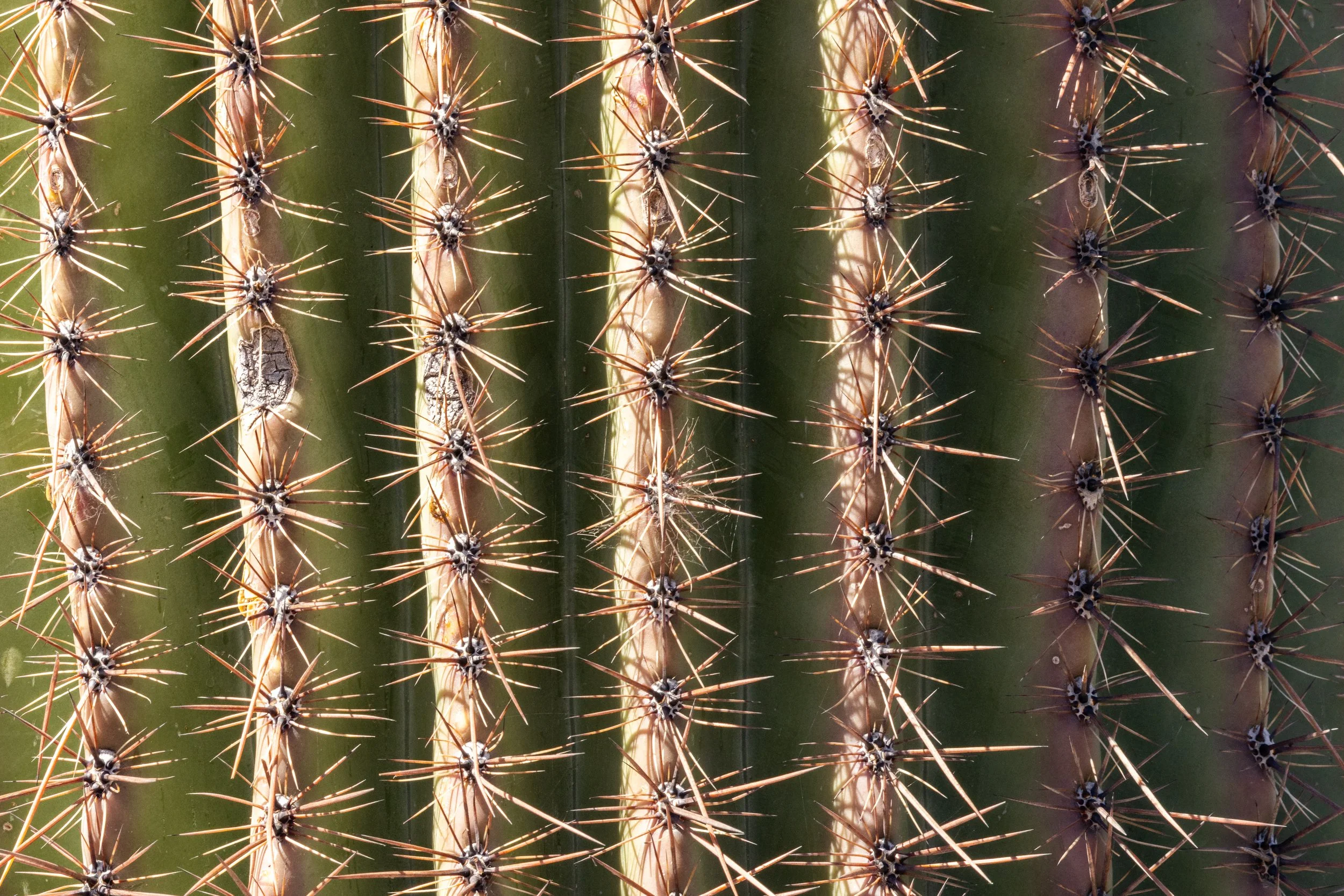 Cactus at Saguaro National Park in Tucson.