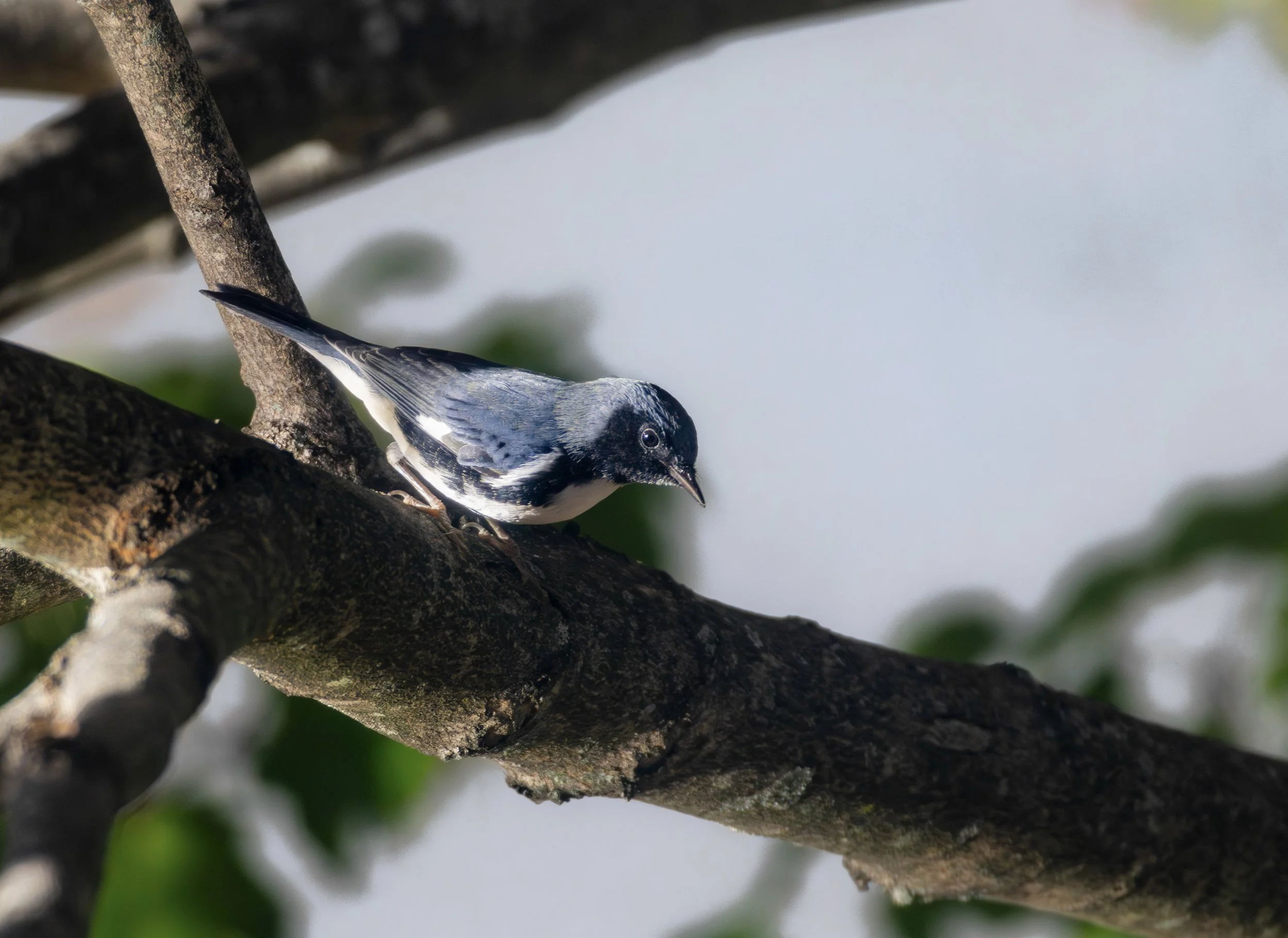 Black-Throated Blue Warbler in Reston, VA.
