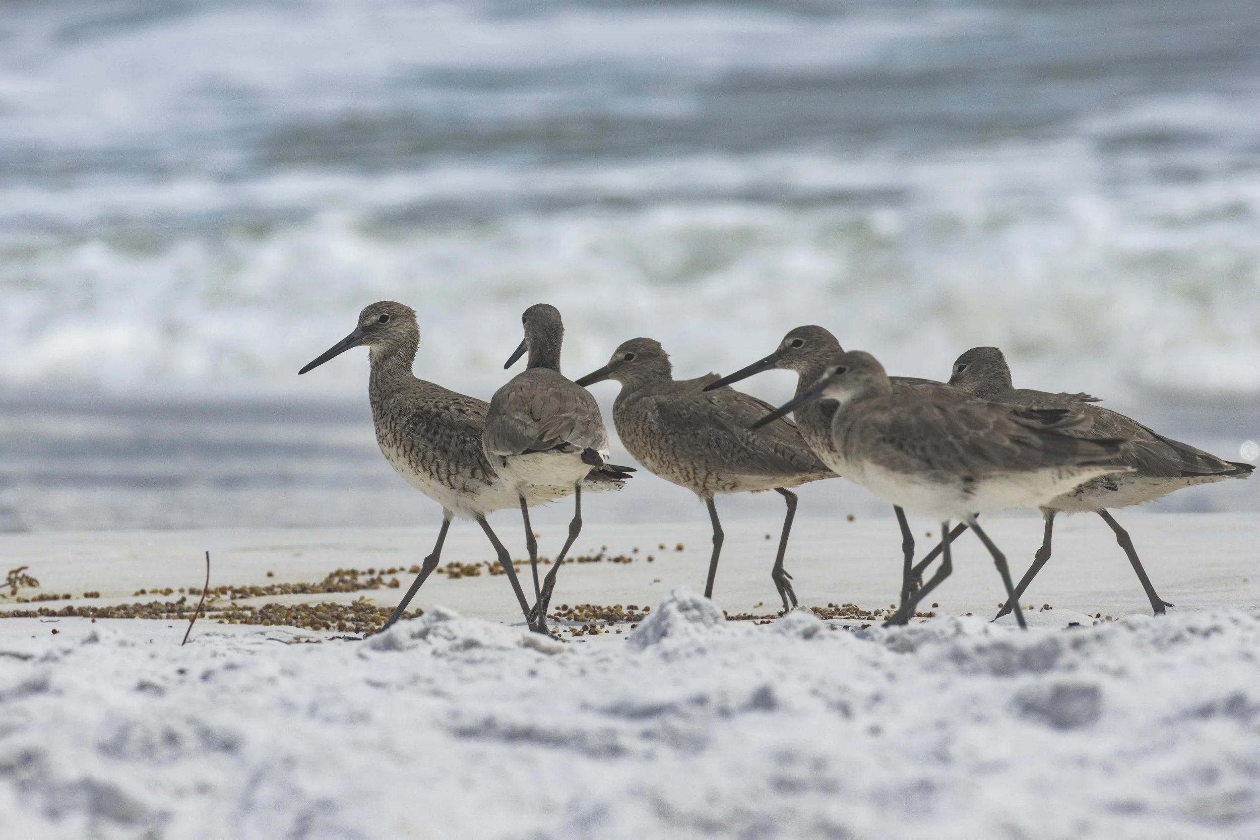 Willets in Destin, FL.