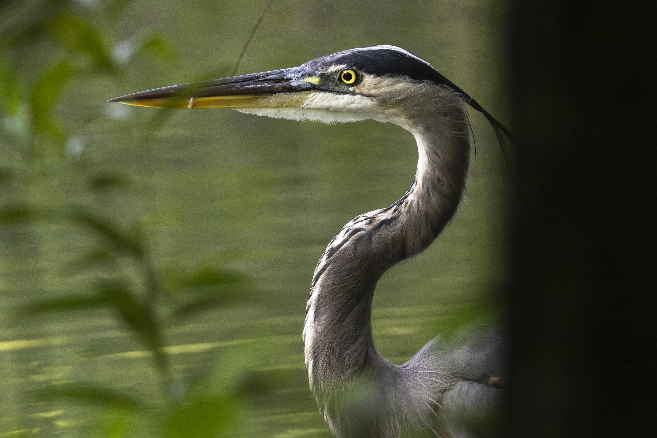 Great Blue Heron at Lake Fairfax Park.