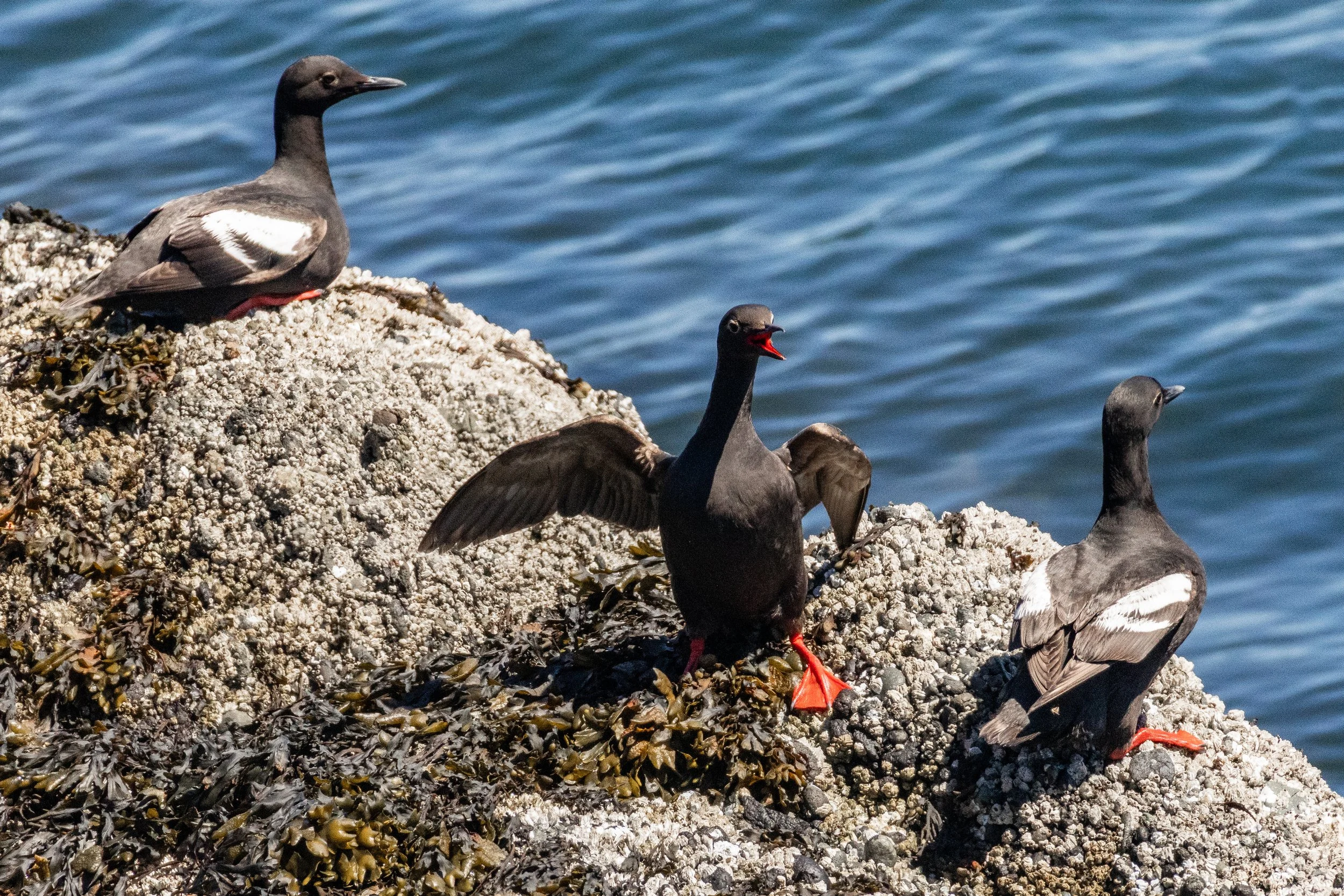 Pigeon Guillemots, San Juan County, WA.