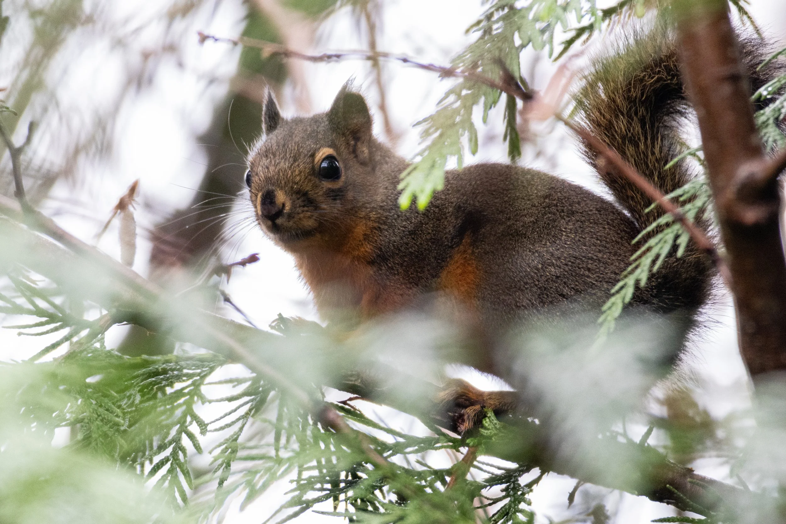 Douglas Squirrel in Chehalis, WA.