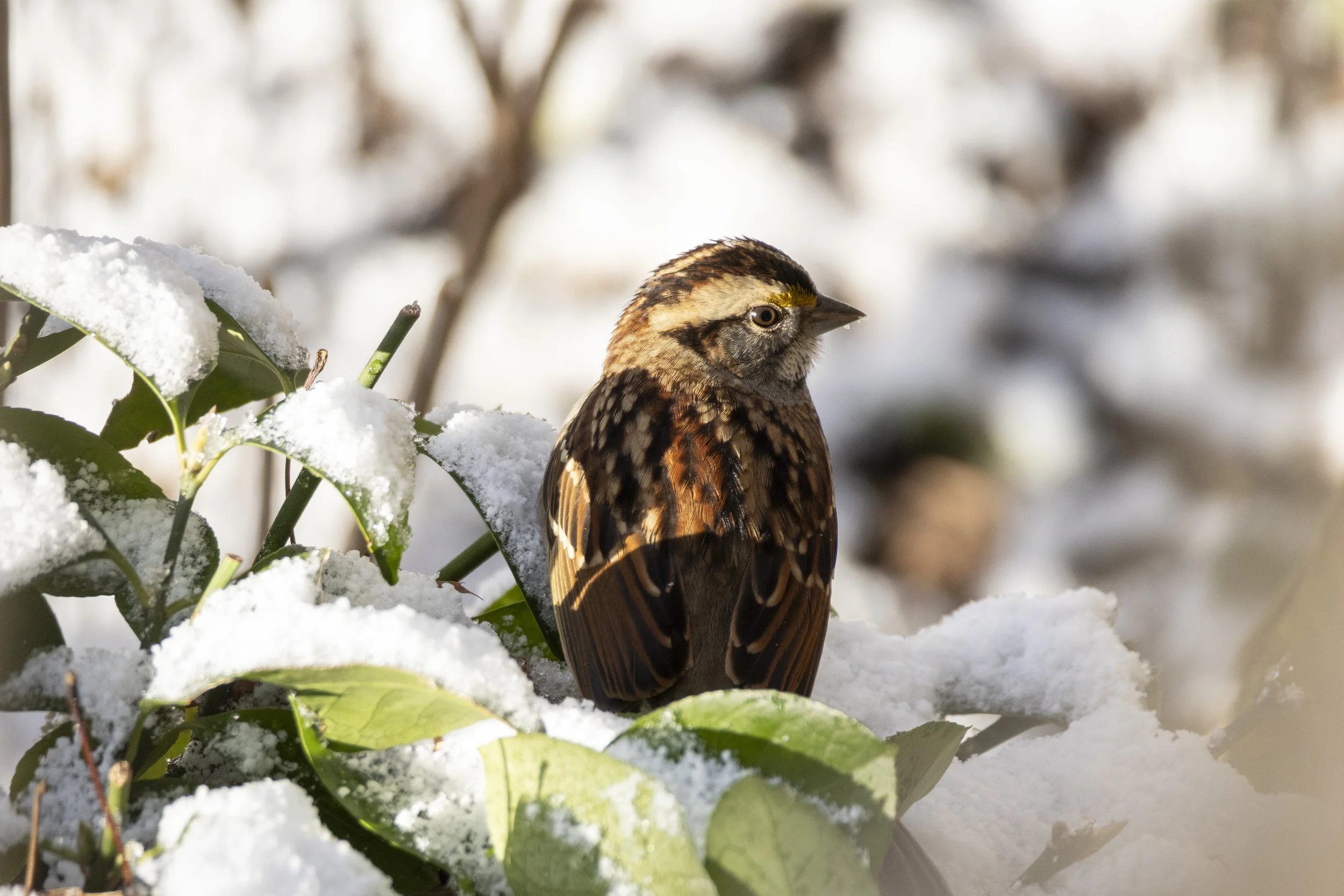 White-Throated Sparrow, Seneca Christmas Bird Count 2025.