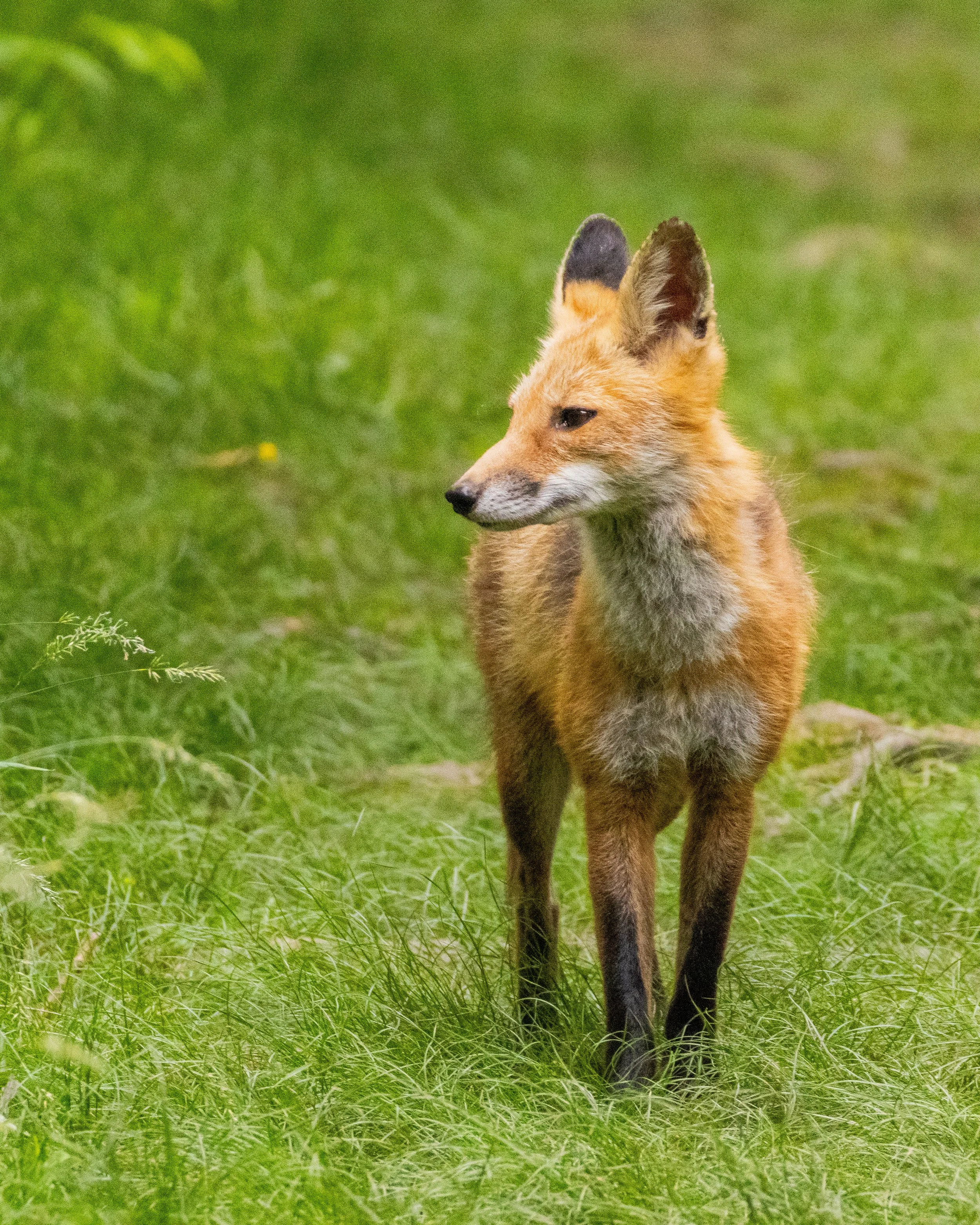 Red Fox in Reston, VA.