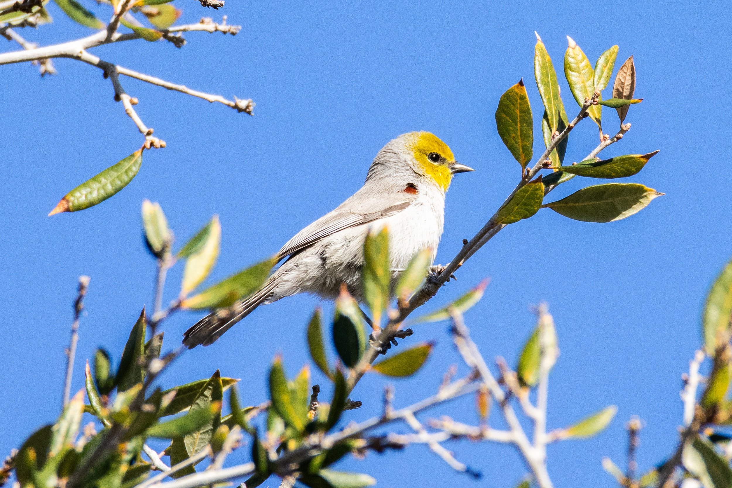Verdin in Florence, AZ.