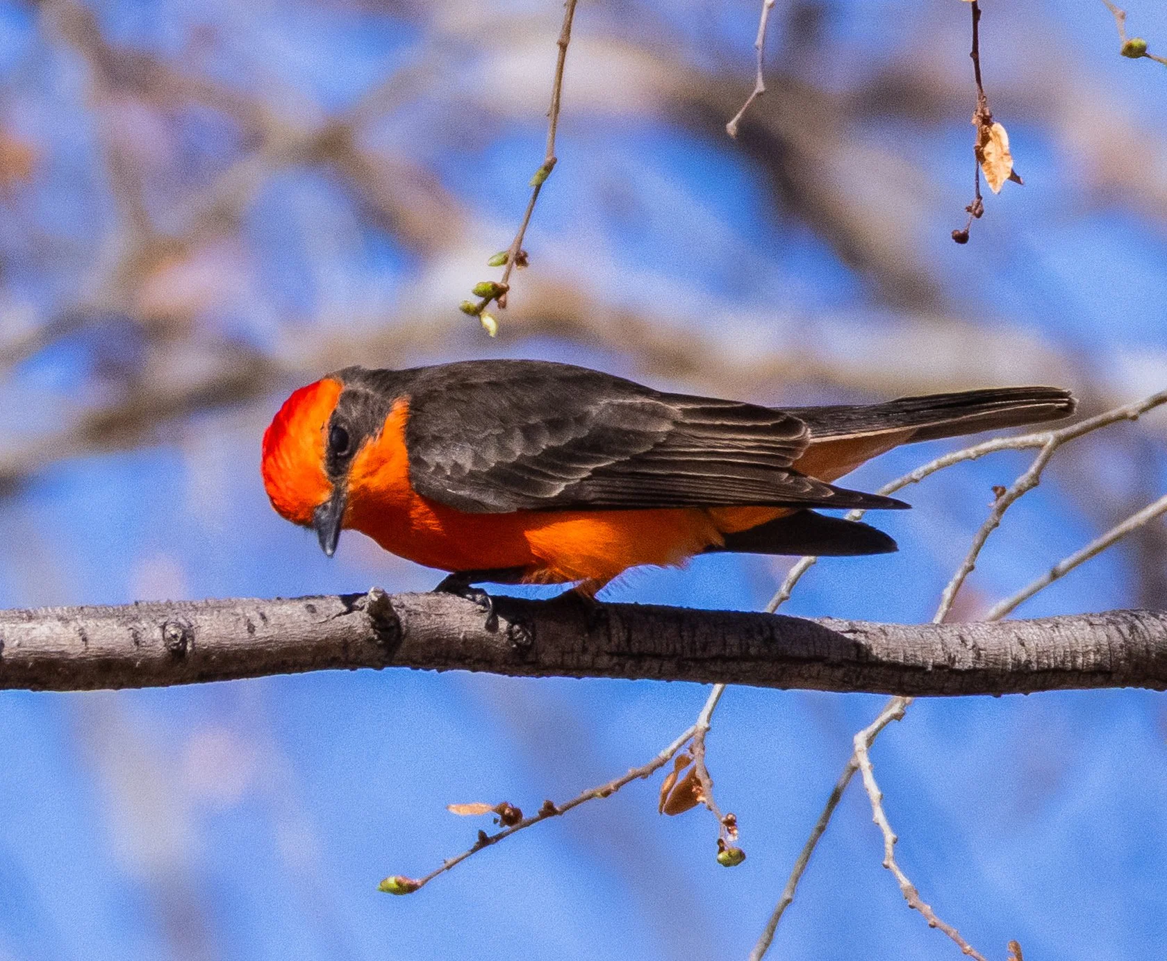 Vermillion Flycatcher in Chandler, AZ.