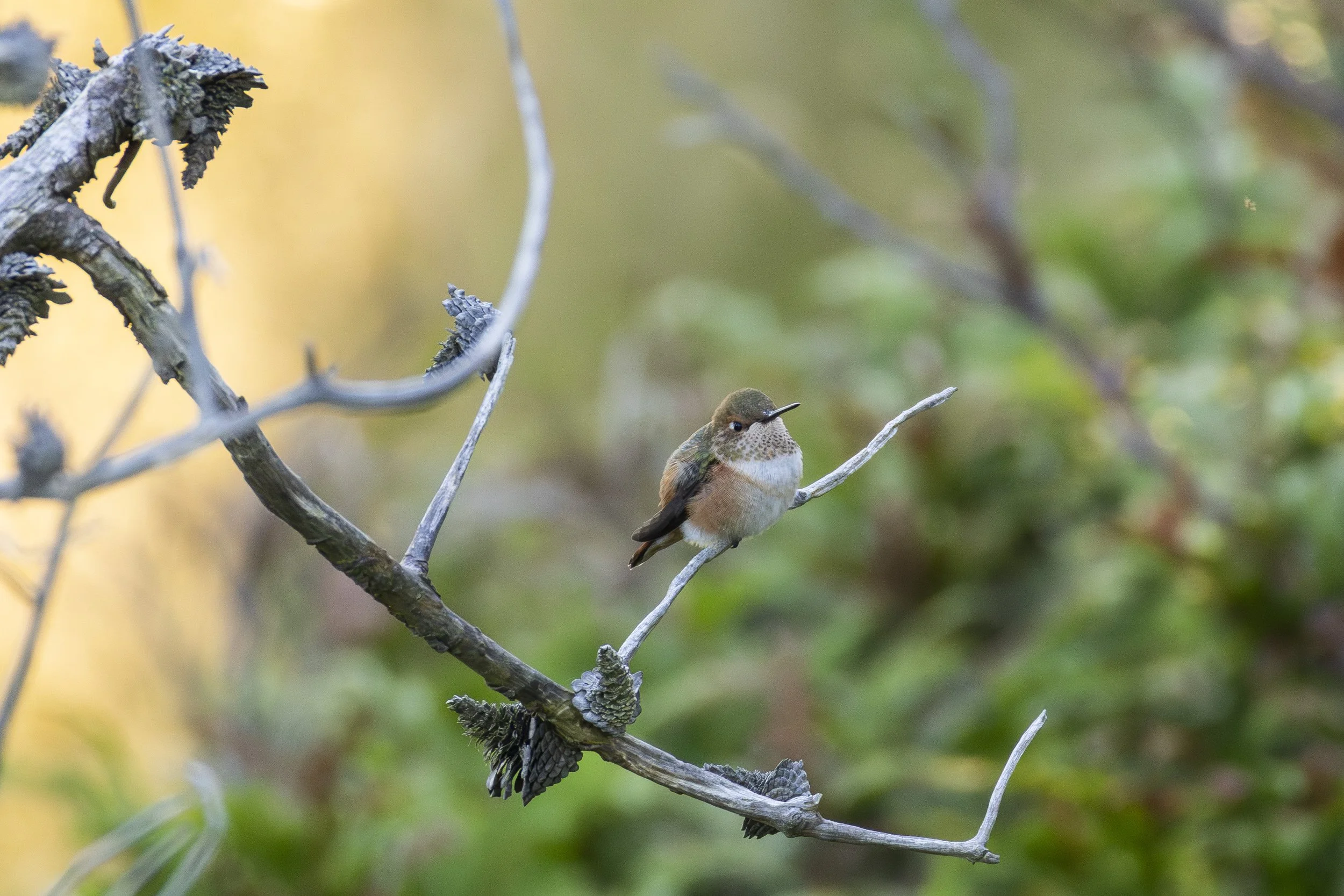 Fledgling Rufous Hummingbird in San Juan County, WA.