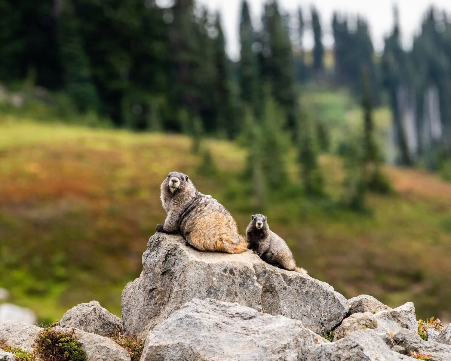 Marmots at Paradise, Mount Rainier.