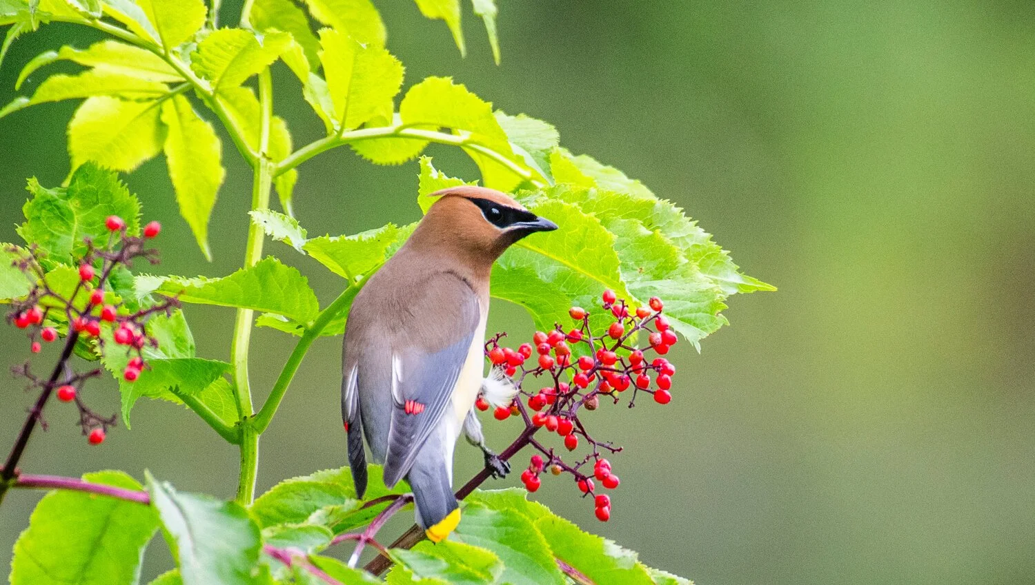 Cedar Waxwing on Red Elderberry in Chehalis, WA.