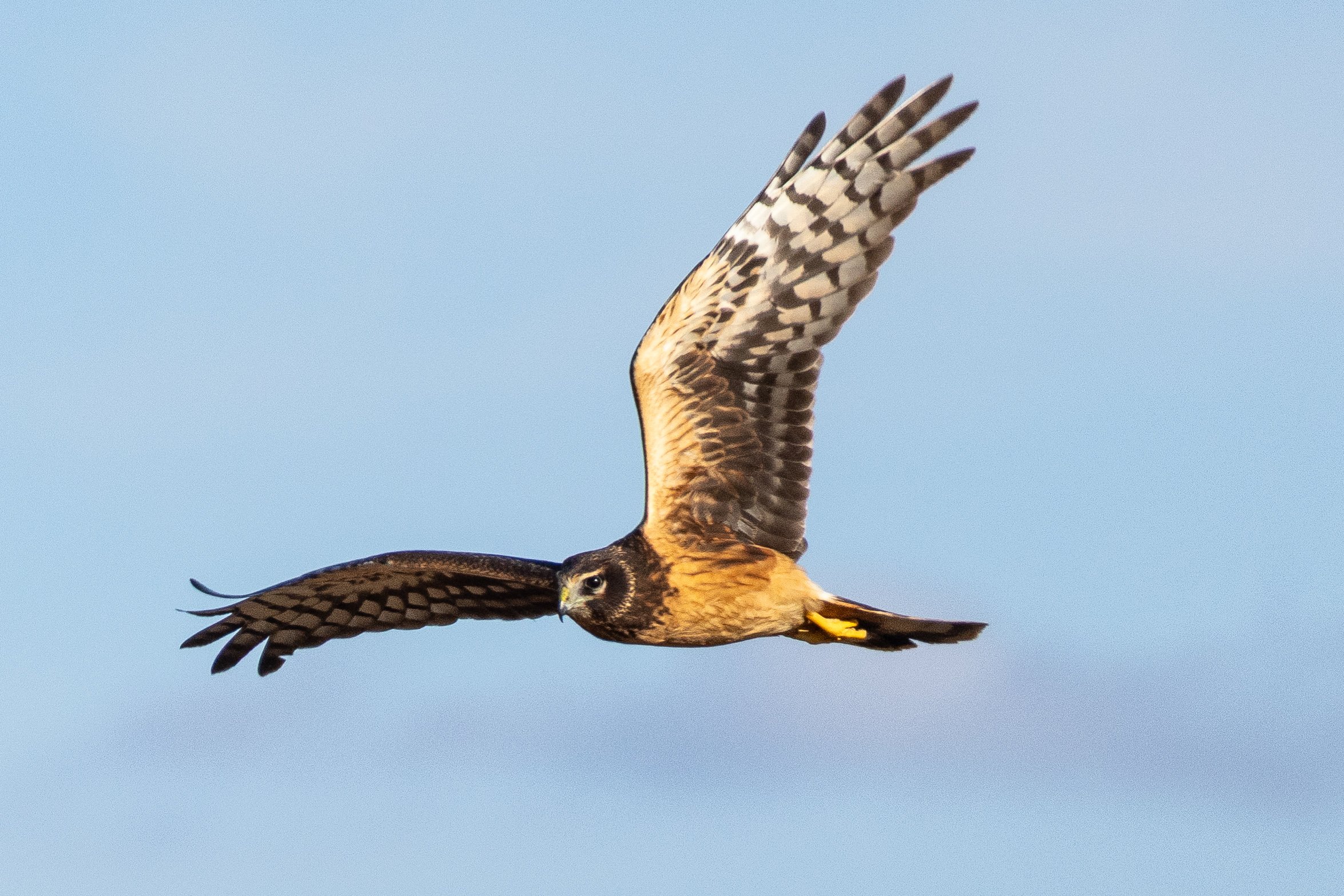 Northern Harrier in Loudon County, VA.