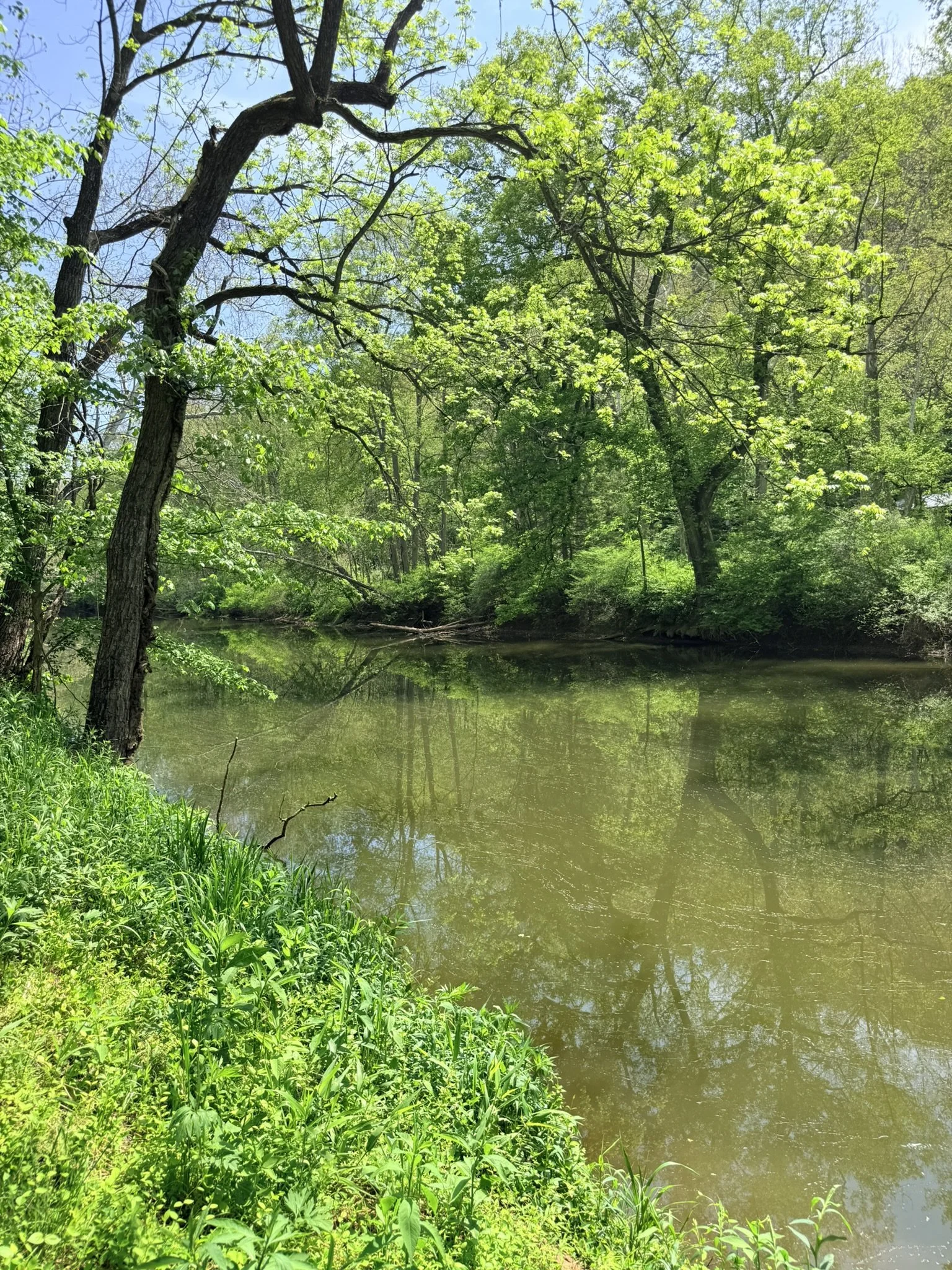 North River bordered by green trees at Camp North River