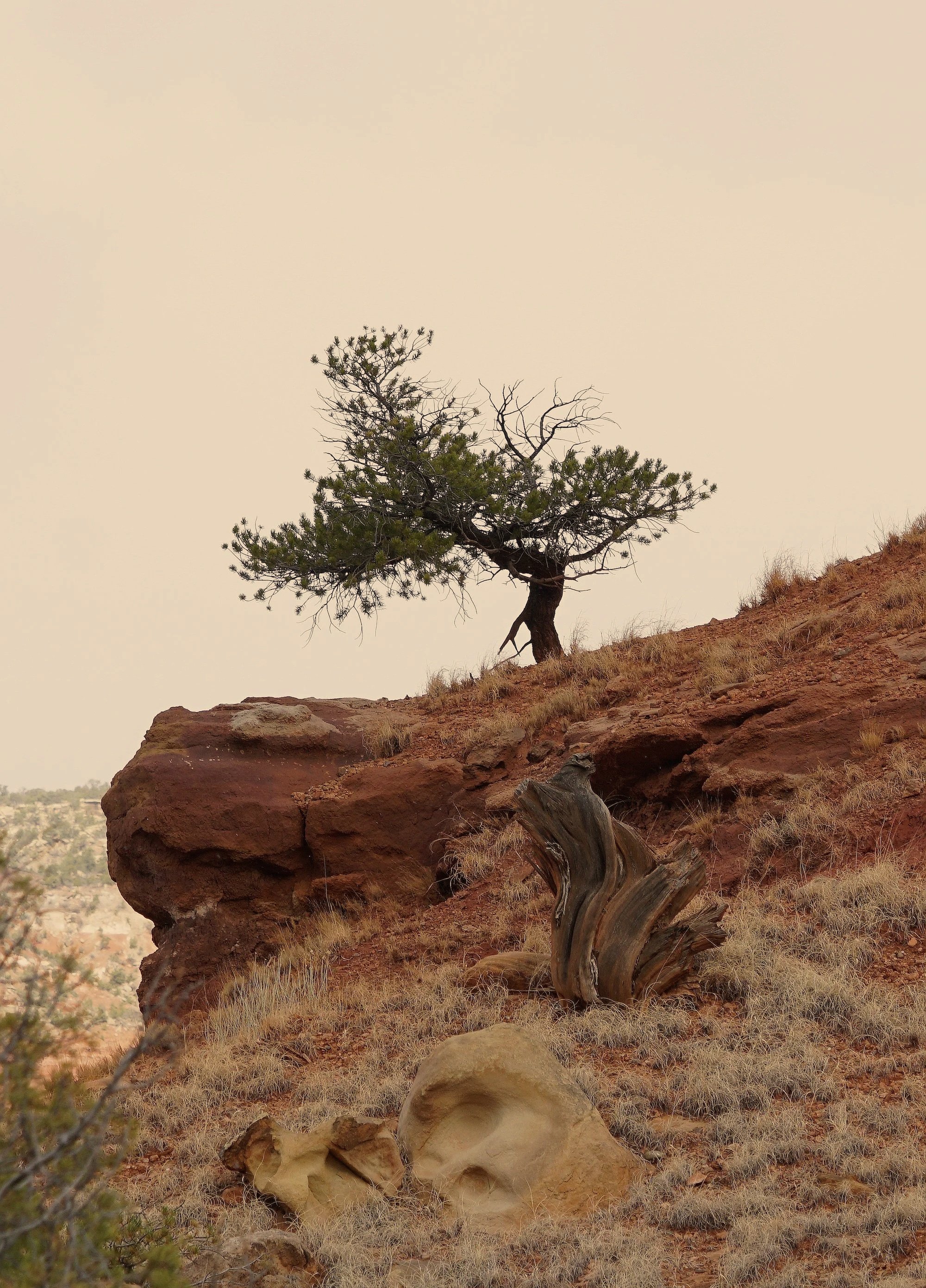 Rewilding the Self: Mind, Body, Spirit, and Soul {Overnight Retreat}