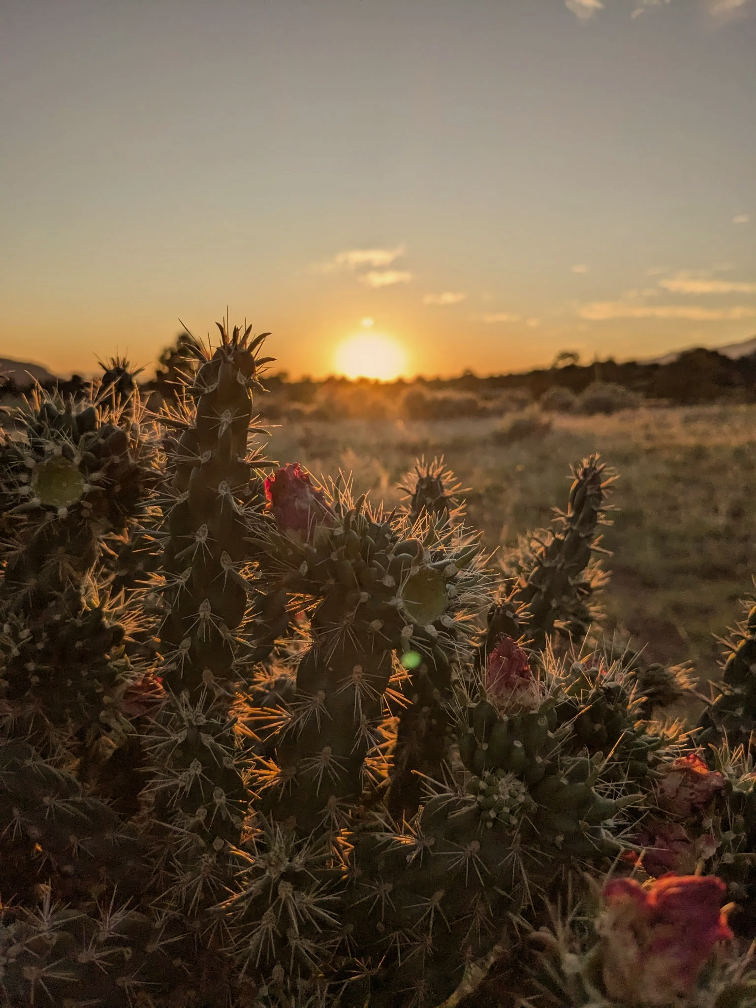 Seeding the Heart of the Earth: Wholing and Self-Healing in a Time of Unraveling {4-Day Retreat}