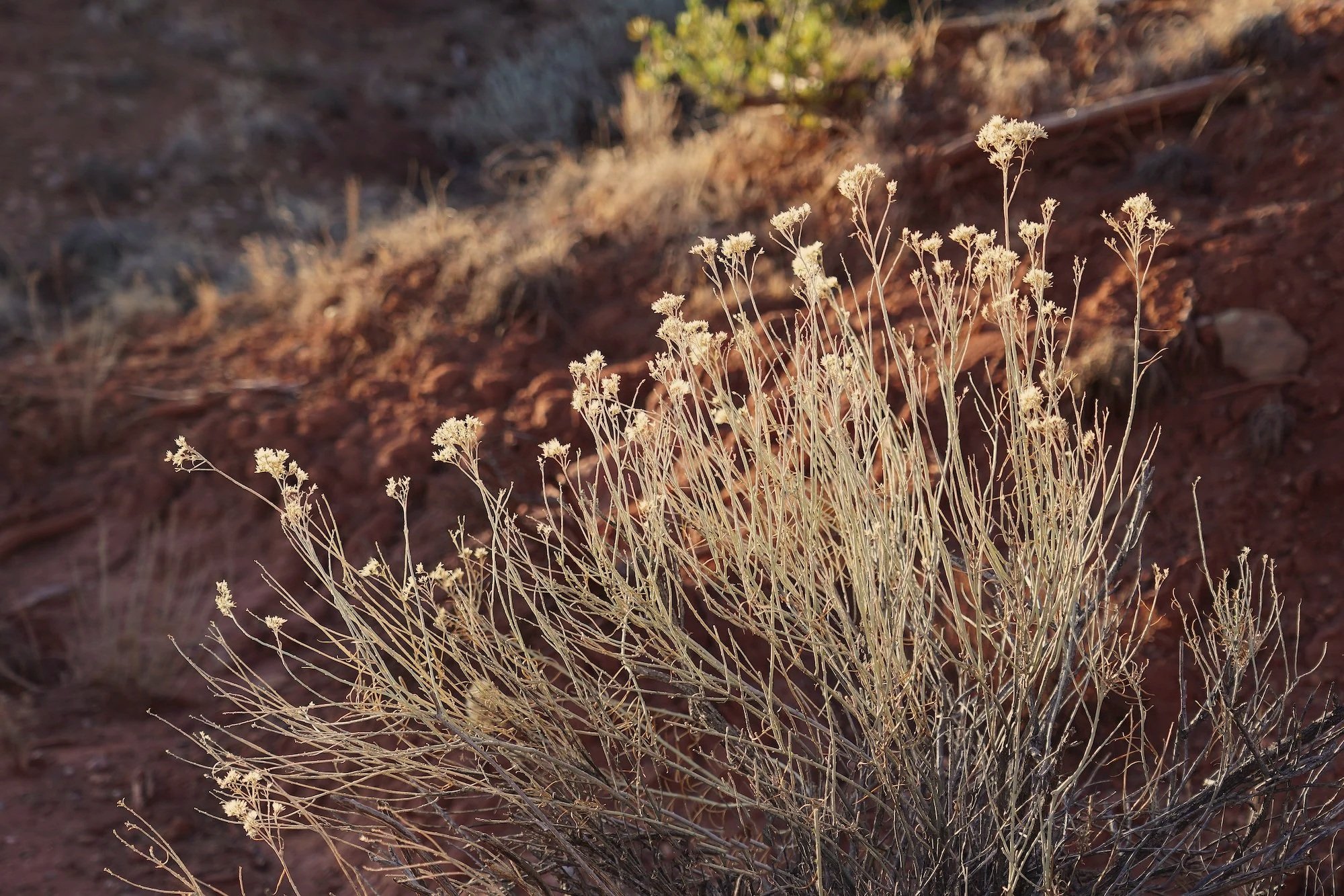 Nature-Based Soul-Centric Expressive Arts Therapy