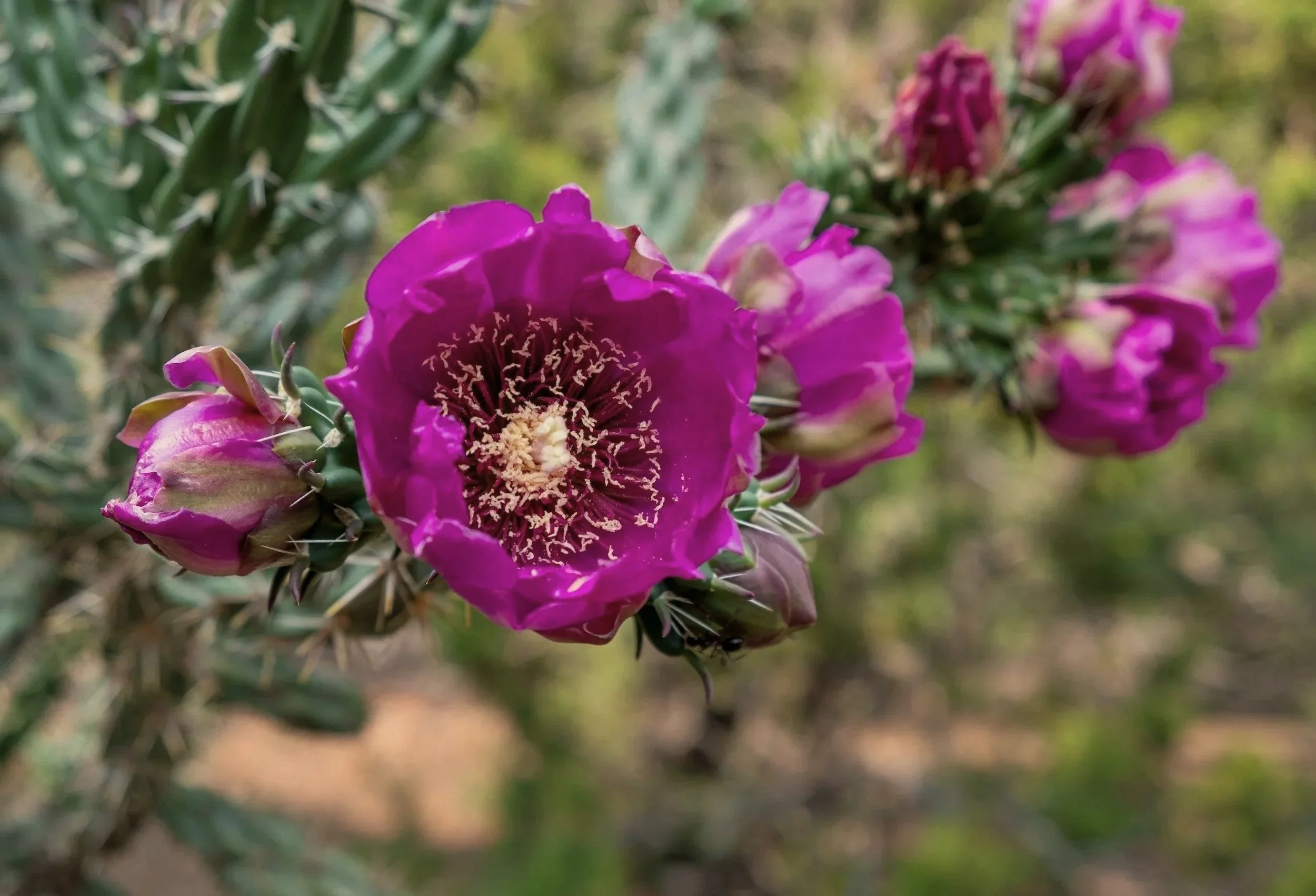 Eco-Spiritual Retreat Center near Santa Fe New Mexico