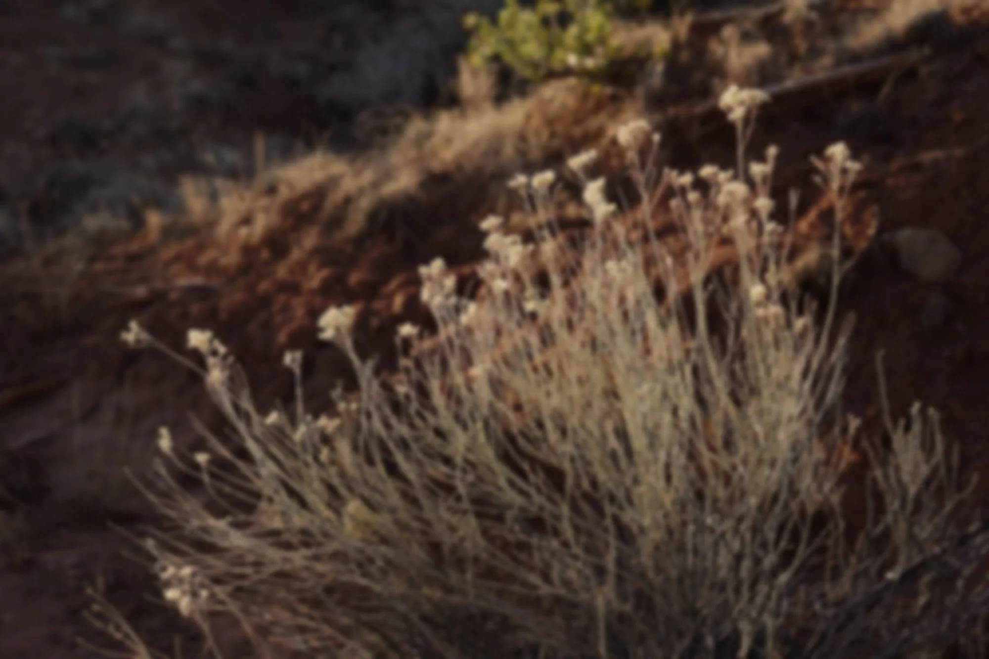 Rewilding the Self Nature-Based, Soul-Centric Expressive Arts