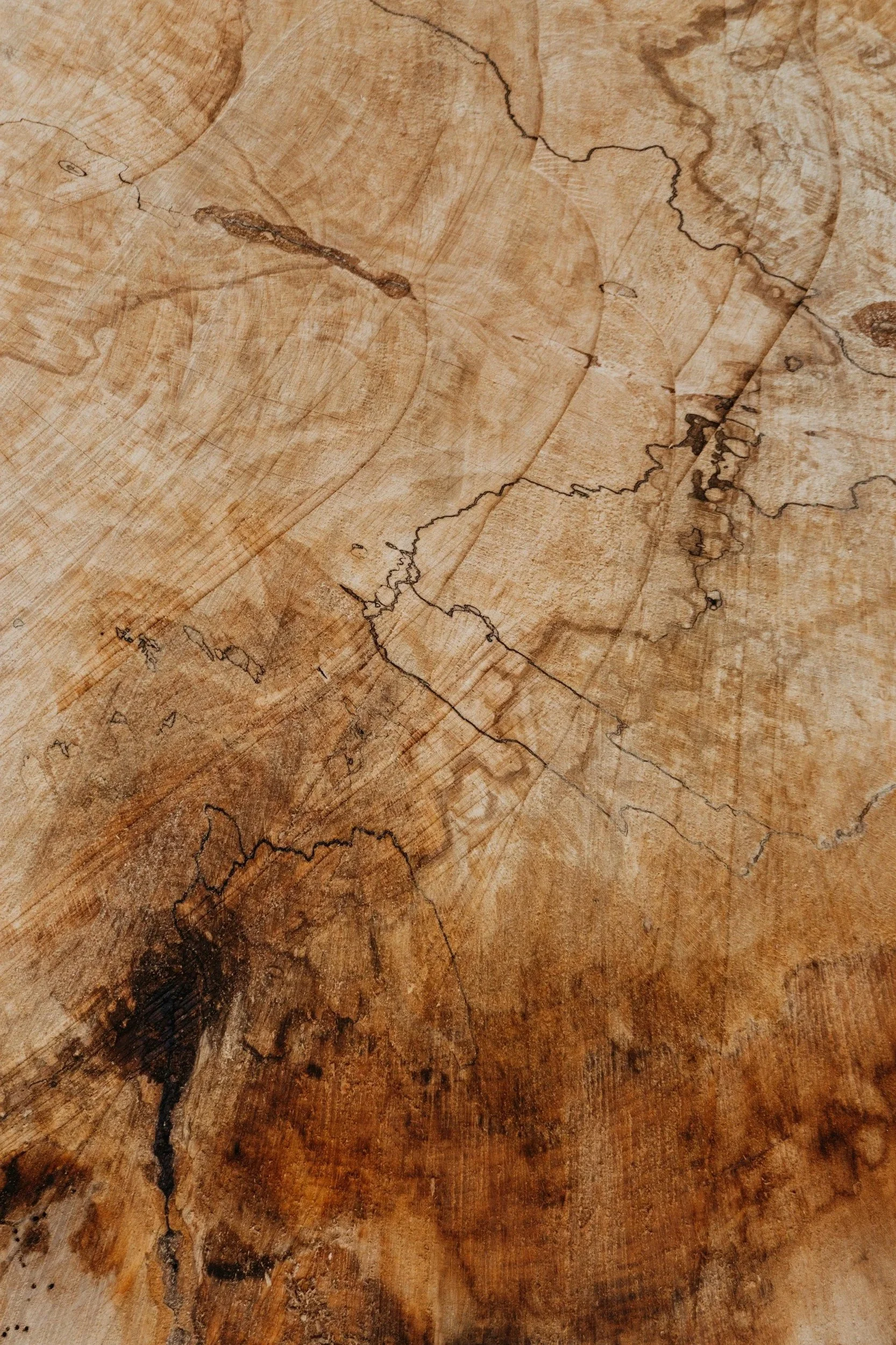 Close-up photograph of a cross-section of a tree trunk showing growth rings and natural cracks.