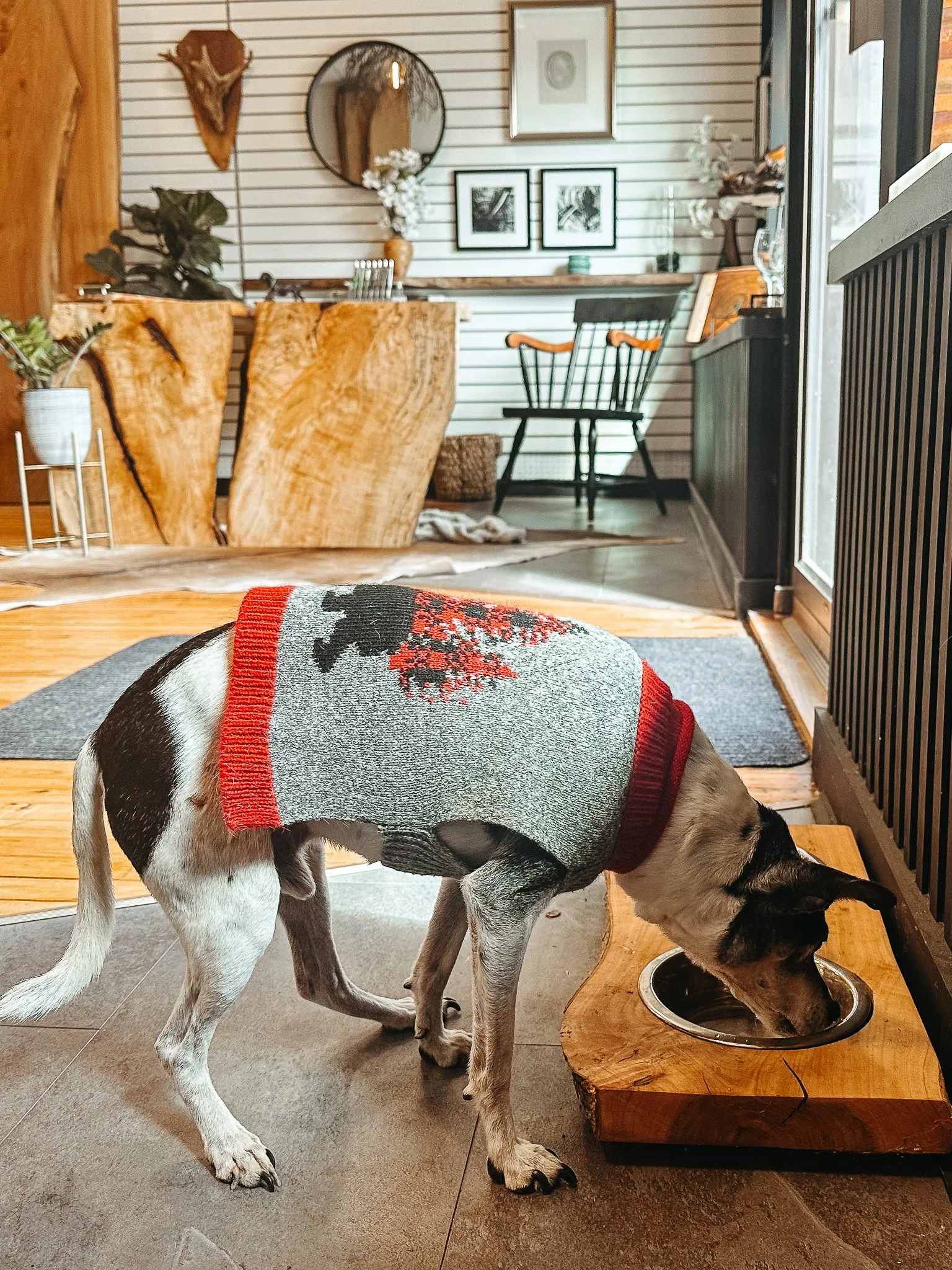 A dog wearing a red, gray, and black sweater, sniffing a food bowl on a wooden stand, inside a home with wooden floors and wall paneling. Background includes a black chair, picture frames, a mirror, plants, and decorative items.